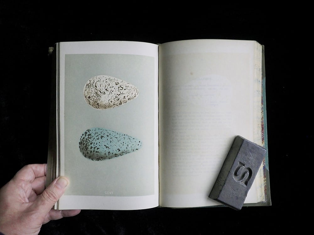 A Natural History of The Nest and Eggs of British Birds | antique