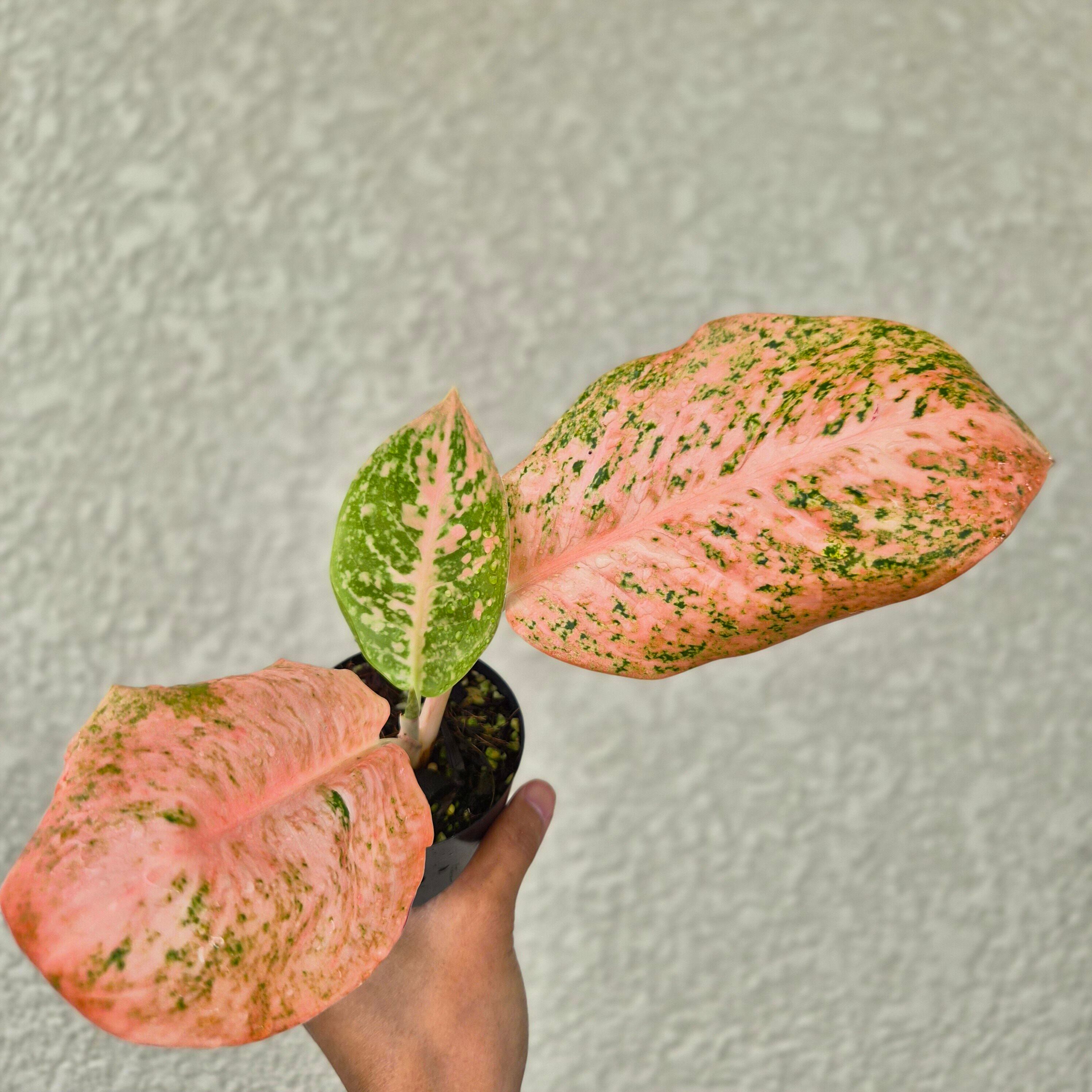 ②《Aglaonema Orange Stardust 》アグラオネマ・オレンジスターダスト 観葉植物 /ポット発送