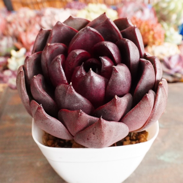 ※再入荷※ 新品種【ミユミユ】エケベリア　美型　オススメ