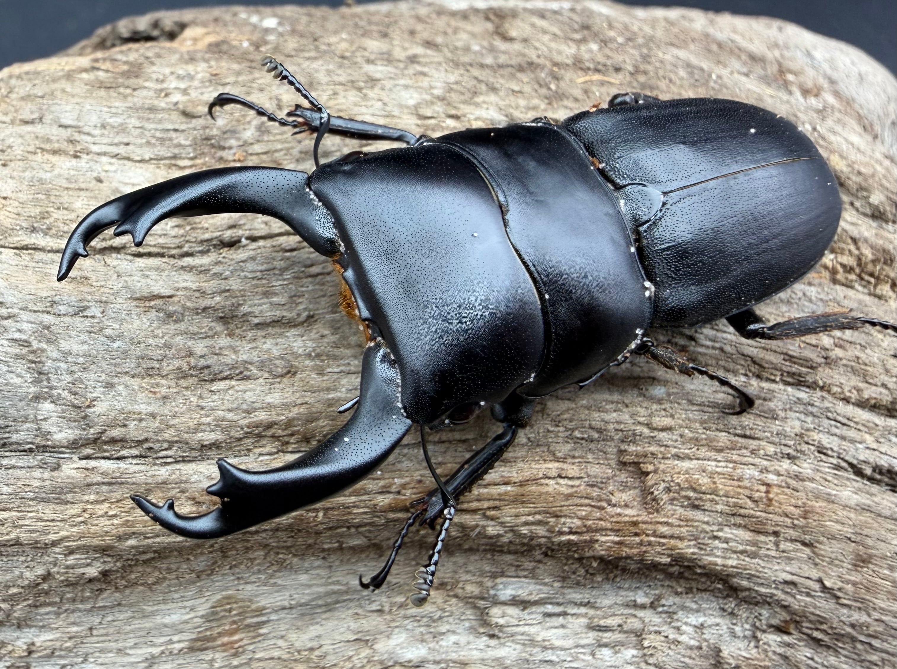 ヒラタクワガタの仲間 | KPW公式オンラインショップ