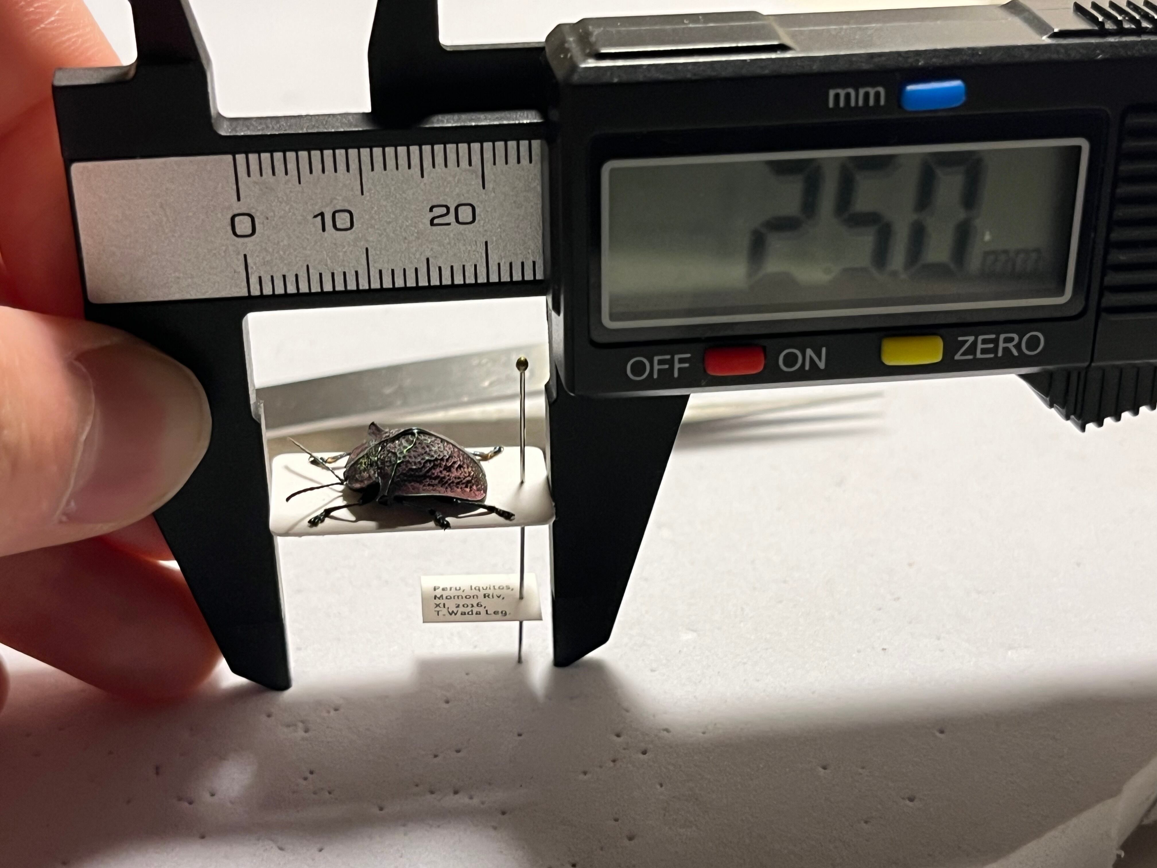 ペルーのカタトゲブローチハムシ 標本甲虫タマムシスハンダエ