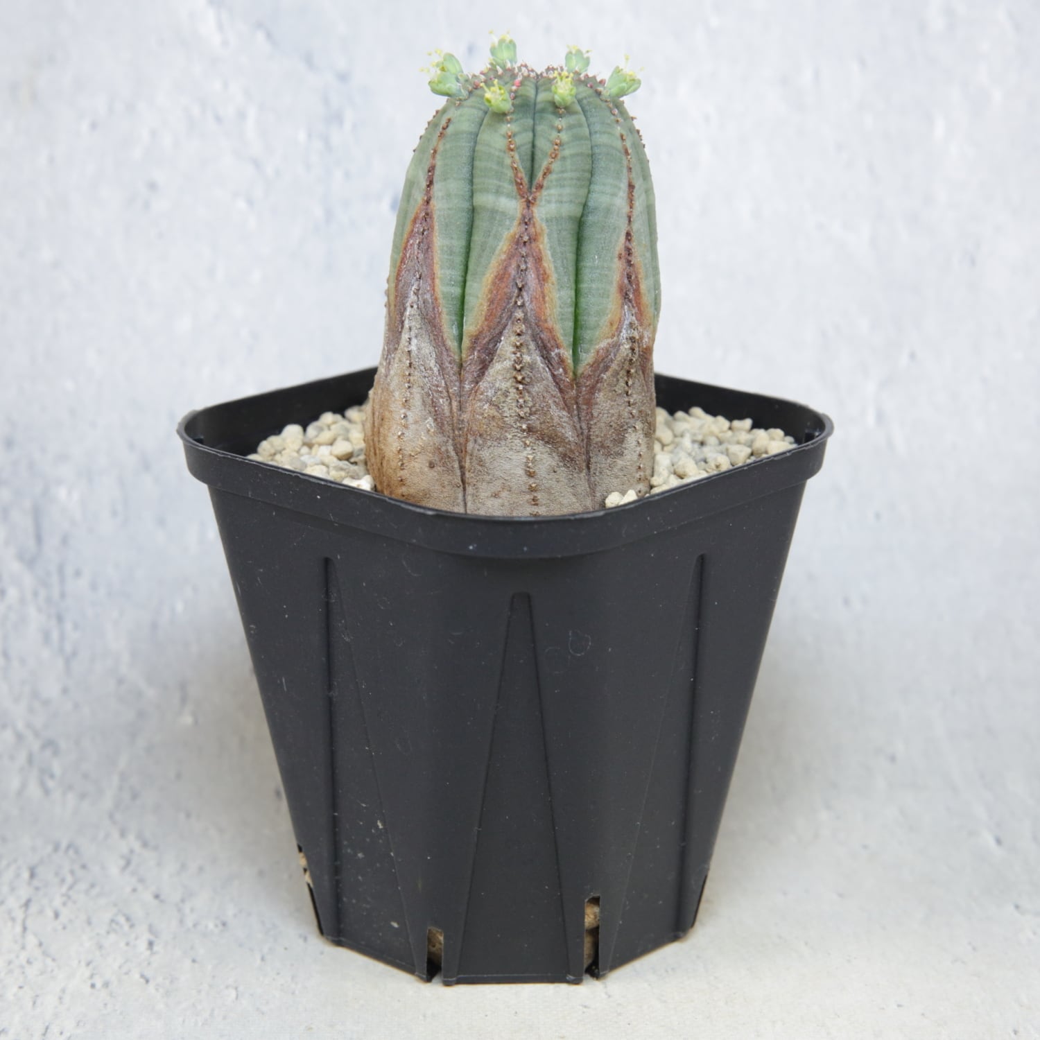 メス株 超美模様 木質化 マイクロオベサ / ユーフォルビア