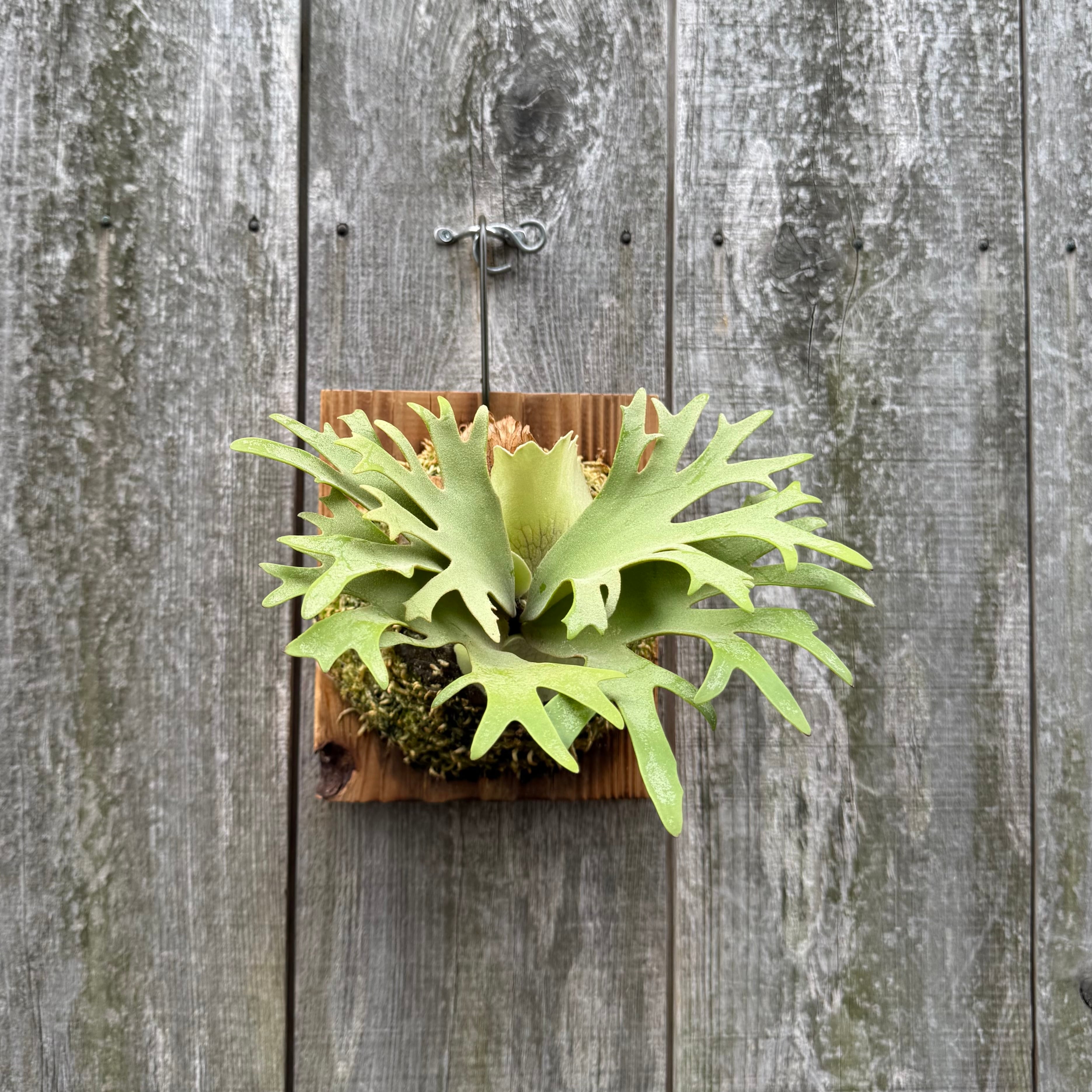 P. willinckii O.M.G sporeling “WASABI” | naturefix