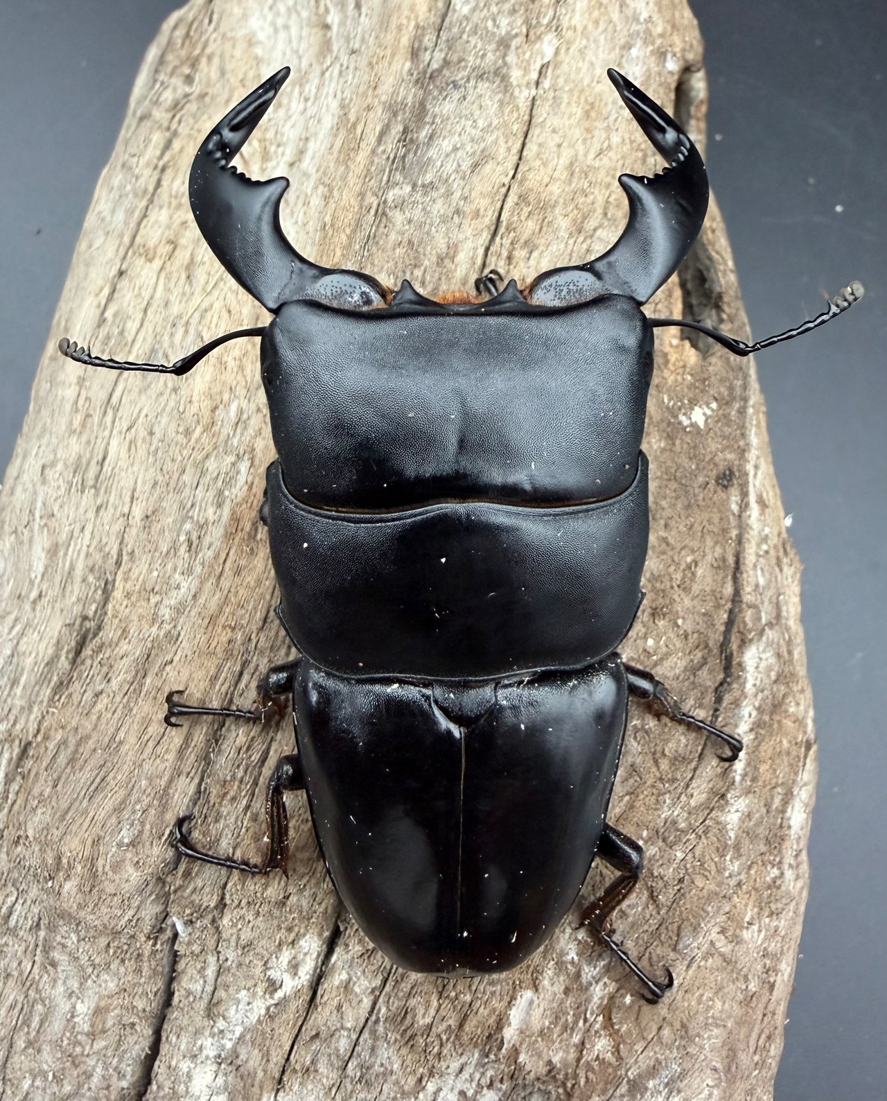 【WD】《ダイオウヒラタ イジェン産 85mm ペア》