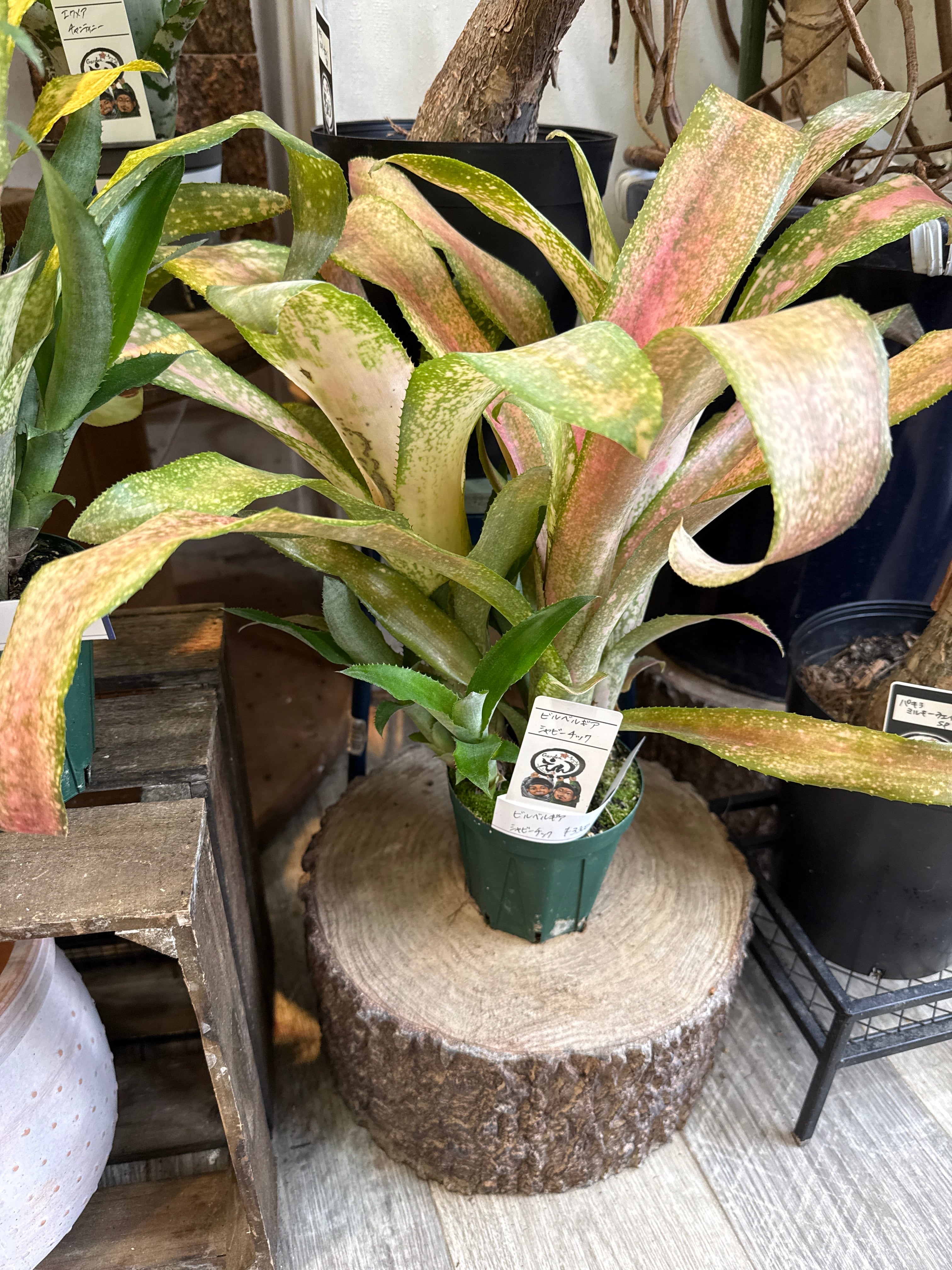 ビルベルギア シャビーチック | Gardenえん 【観葉熱帯植物】