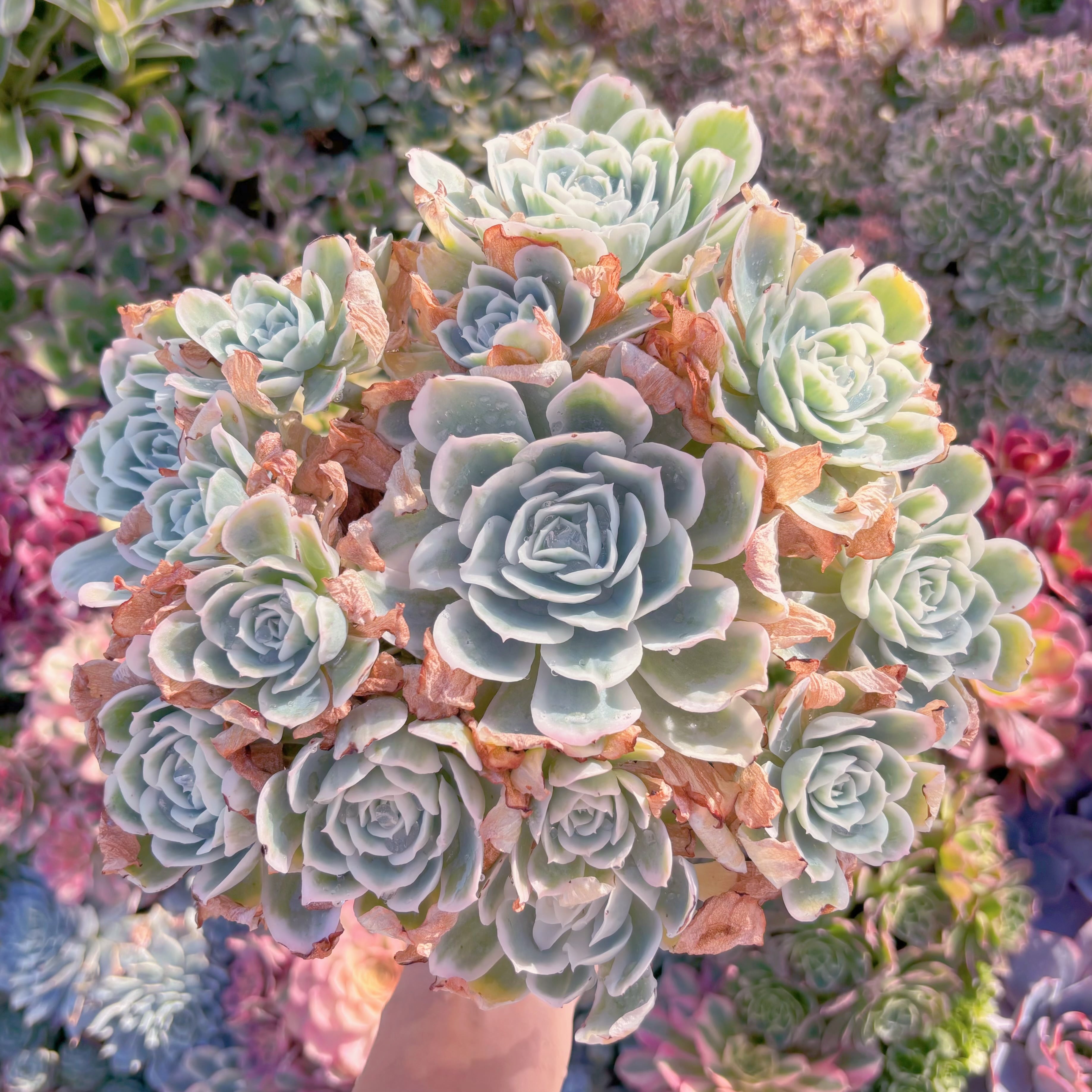 現品　レモンローズ錦#M111　特特大群生　るる農園