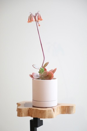 【S】カランコエ リンリン/Kalanchoe Rin Rin　※陶器鉢付き