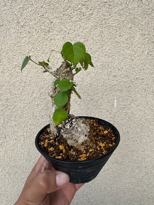 【琉球盆栽】Talipariti tiliaceum 【ユウナ / オオハマボウ】初心者向けセレクト