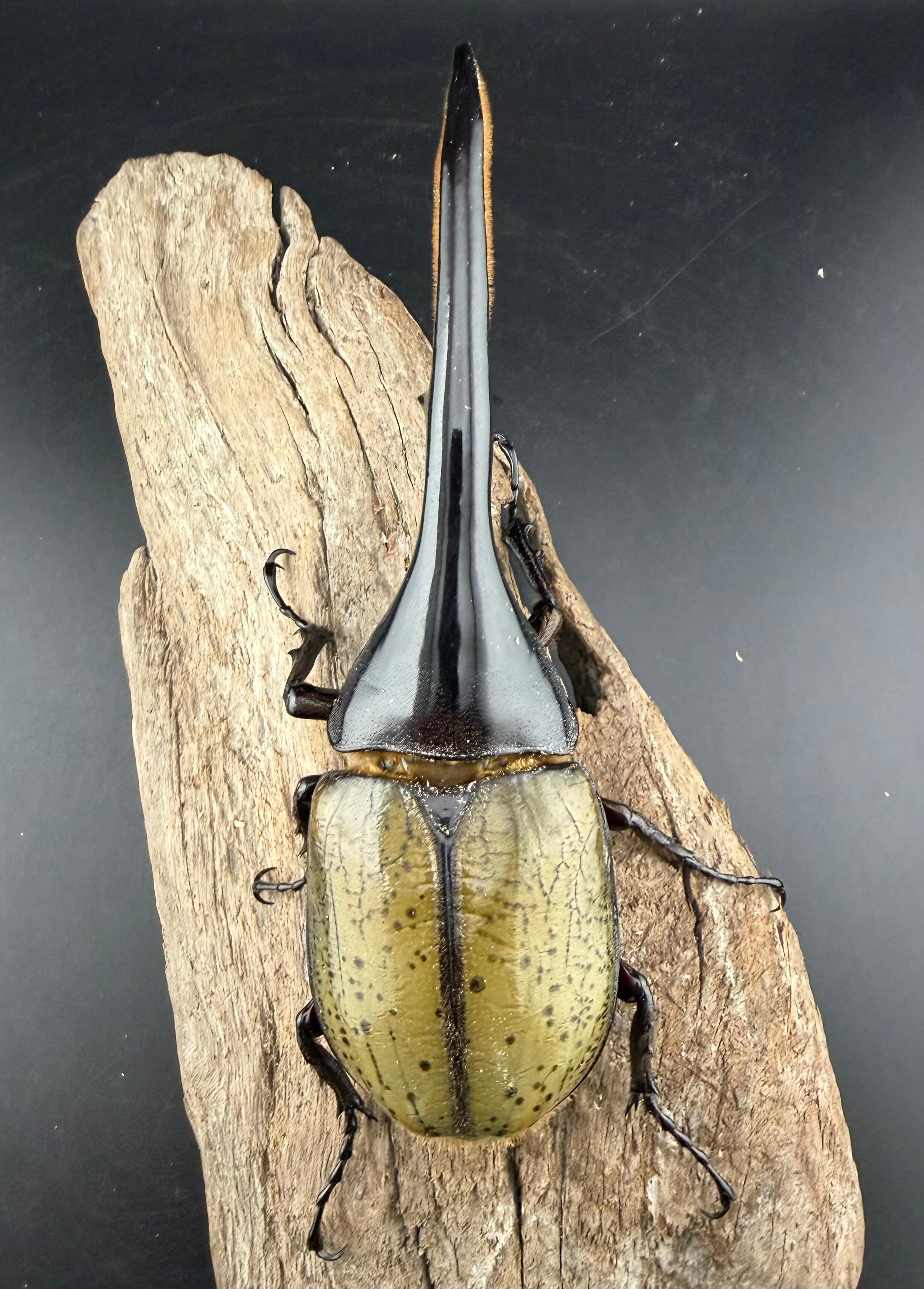 ヘラクレス・ヘラクレス 145mm ペア》 | KPW公式オンラインショップ