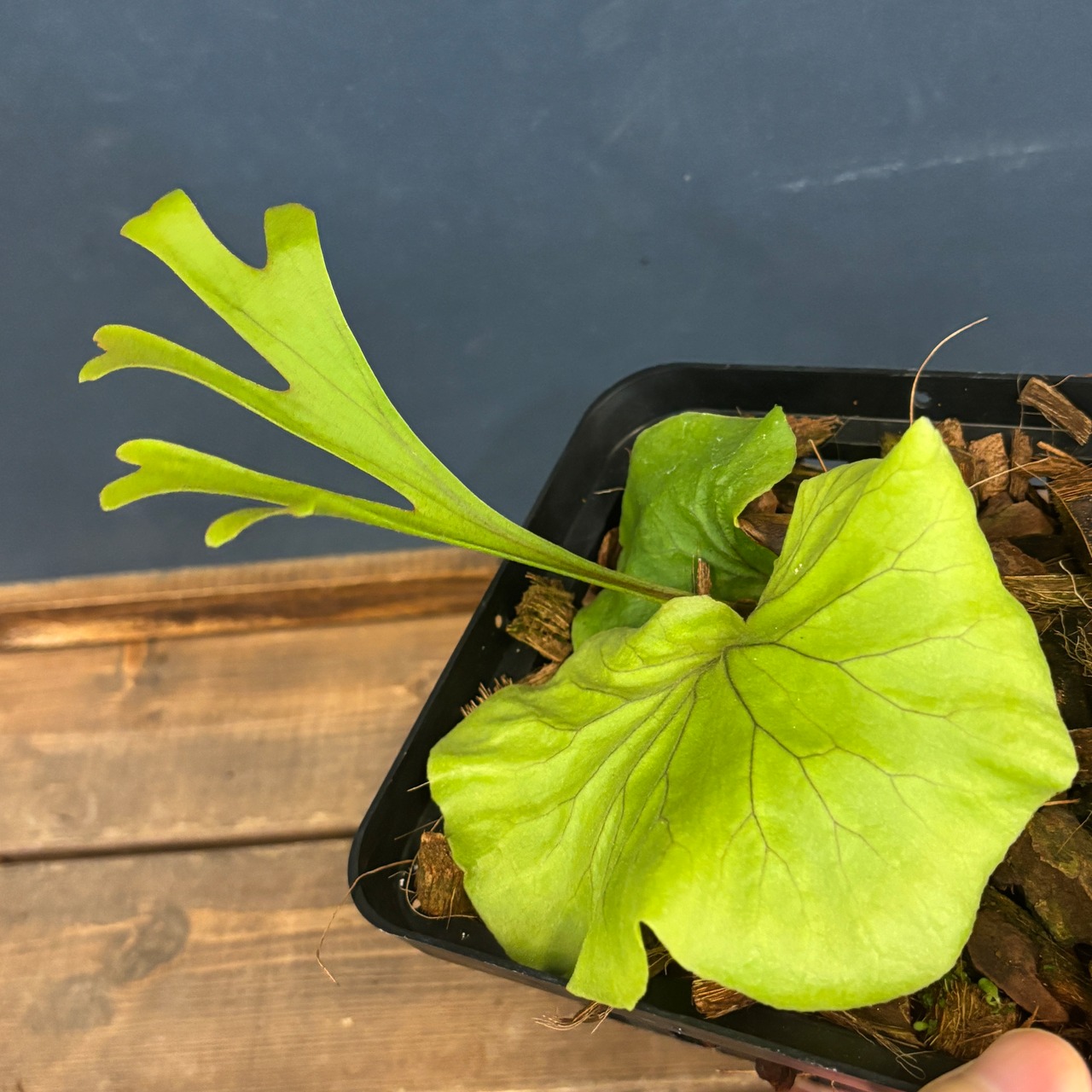 ビカクシダ　リドレイ優良実生　P.ridleyi Sebangau Kuala, Borneo【358】