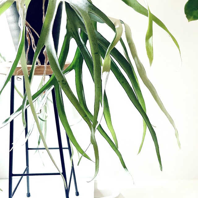 ビカクシダ ヴィーチー Platycerium veitchii 観葉植物 calm cafe