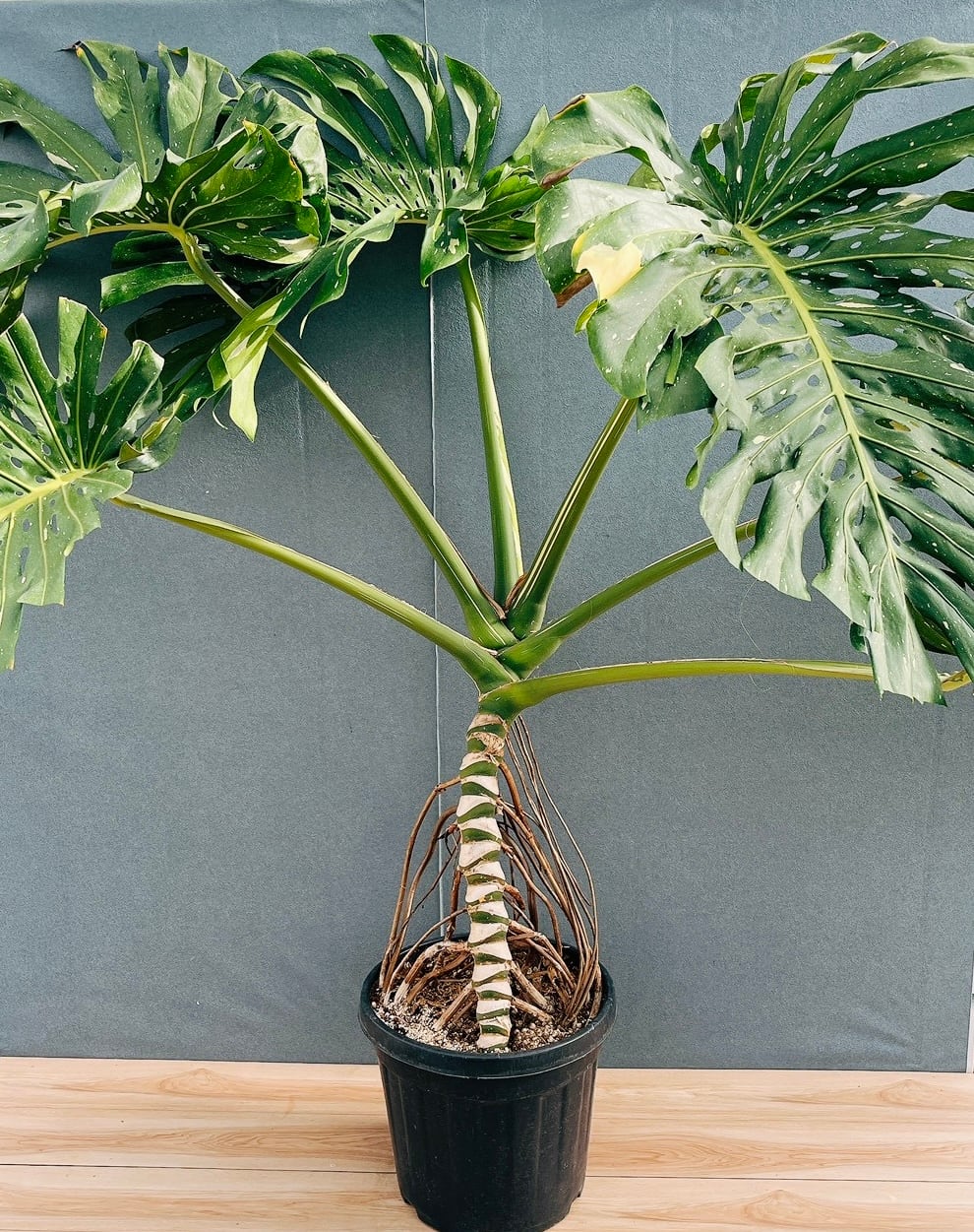 現品］【希少】93番 フィカス アフリカンプリンス 8号 観葉植物 室内
