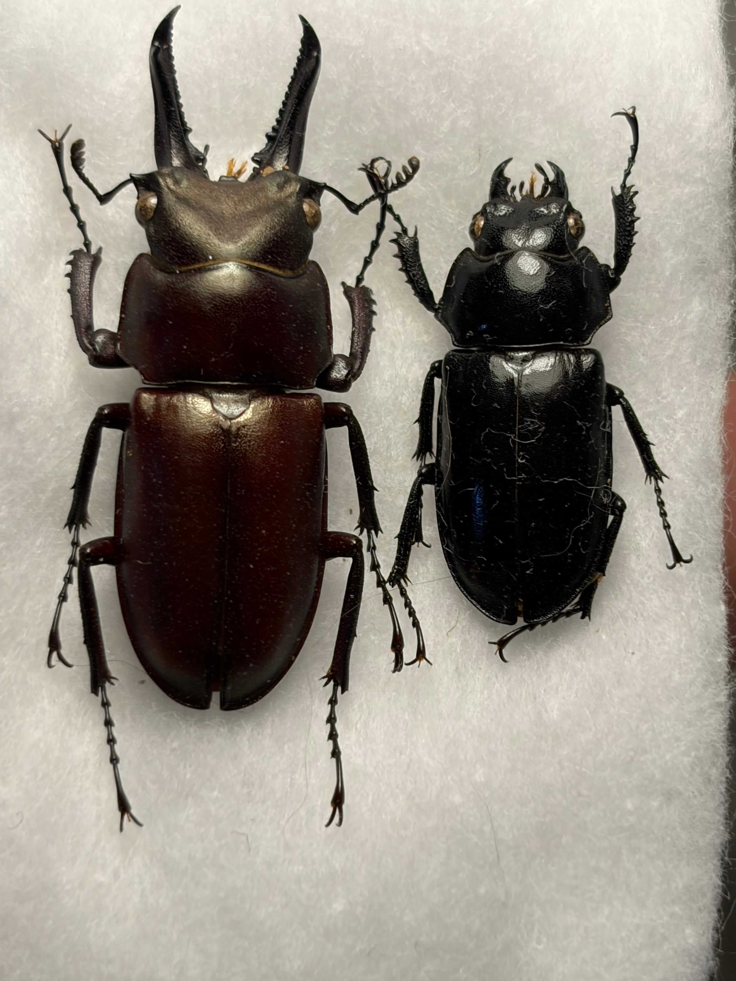 色残抜群】トゲアクマツユムシ リオック 直翅類 カマキリ マンティス