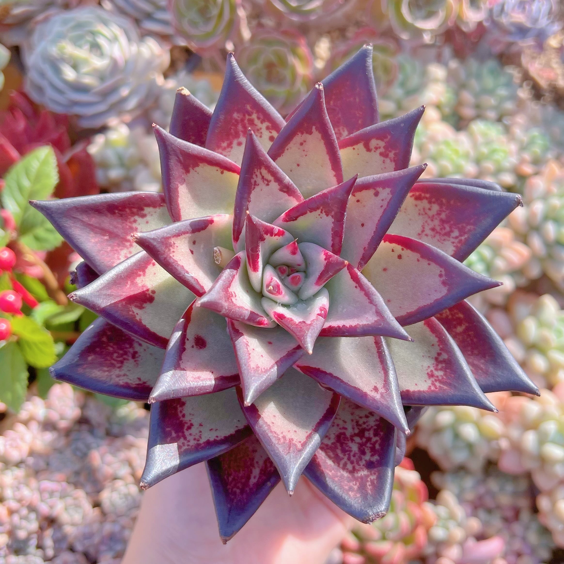 現品　黒魔王#752　特大苗　るる農園