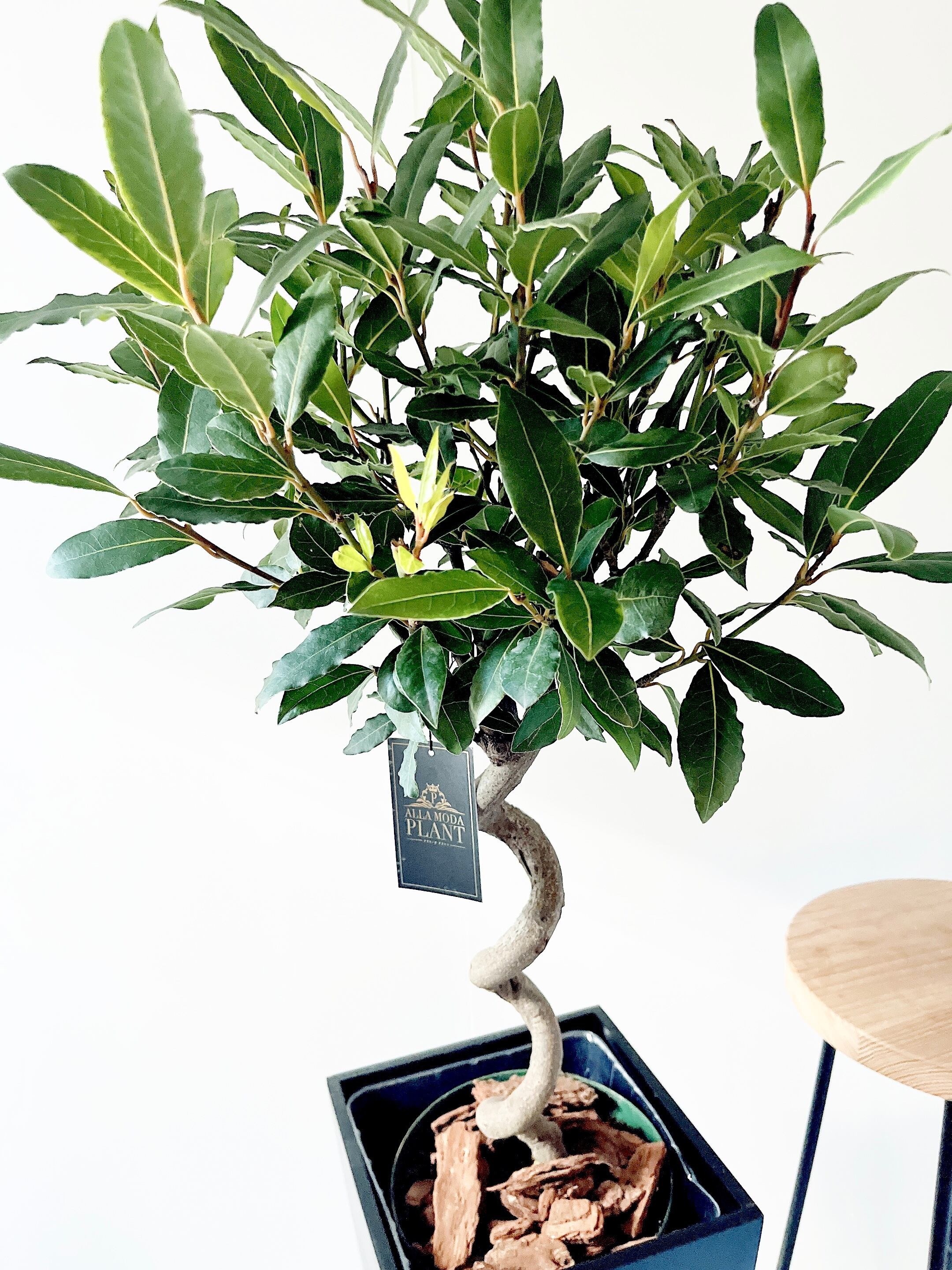 イタリア産】ゲッケイジュ ローリエ alla moda plant イタリア産】ゲッケイジュ ローリエ alla moda plant