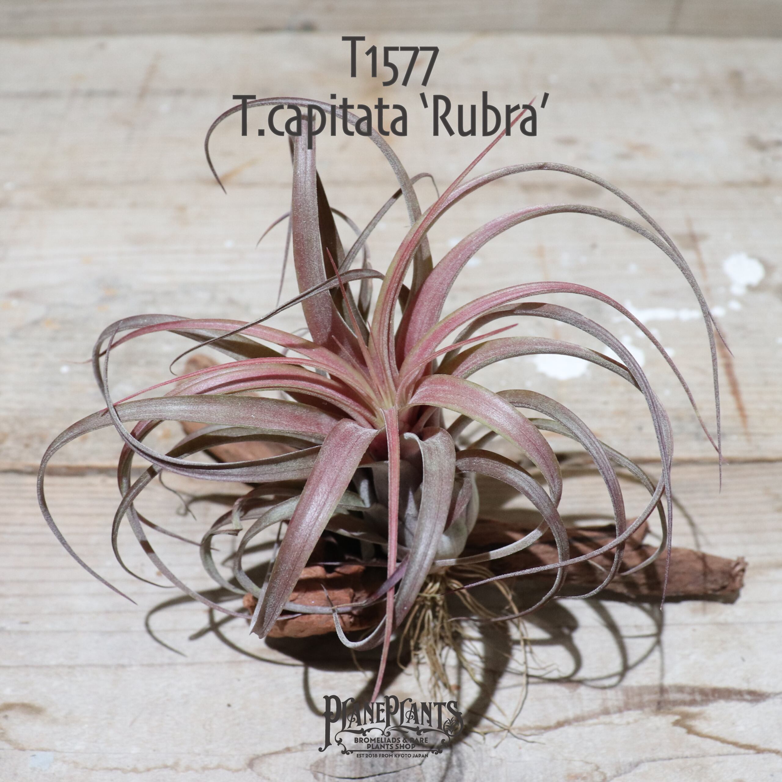 【送料無料】capitata 'Rubra'〔エアプランツ〕現品発送T1577