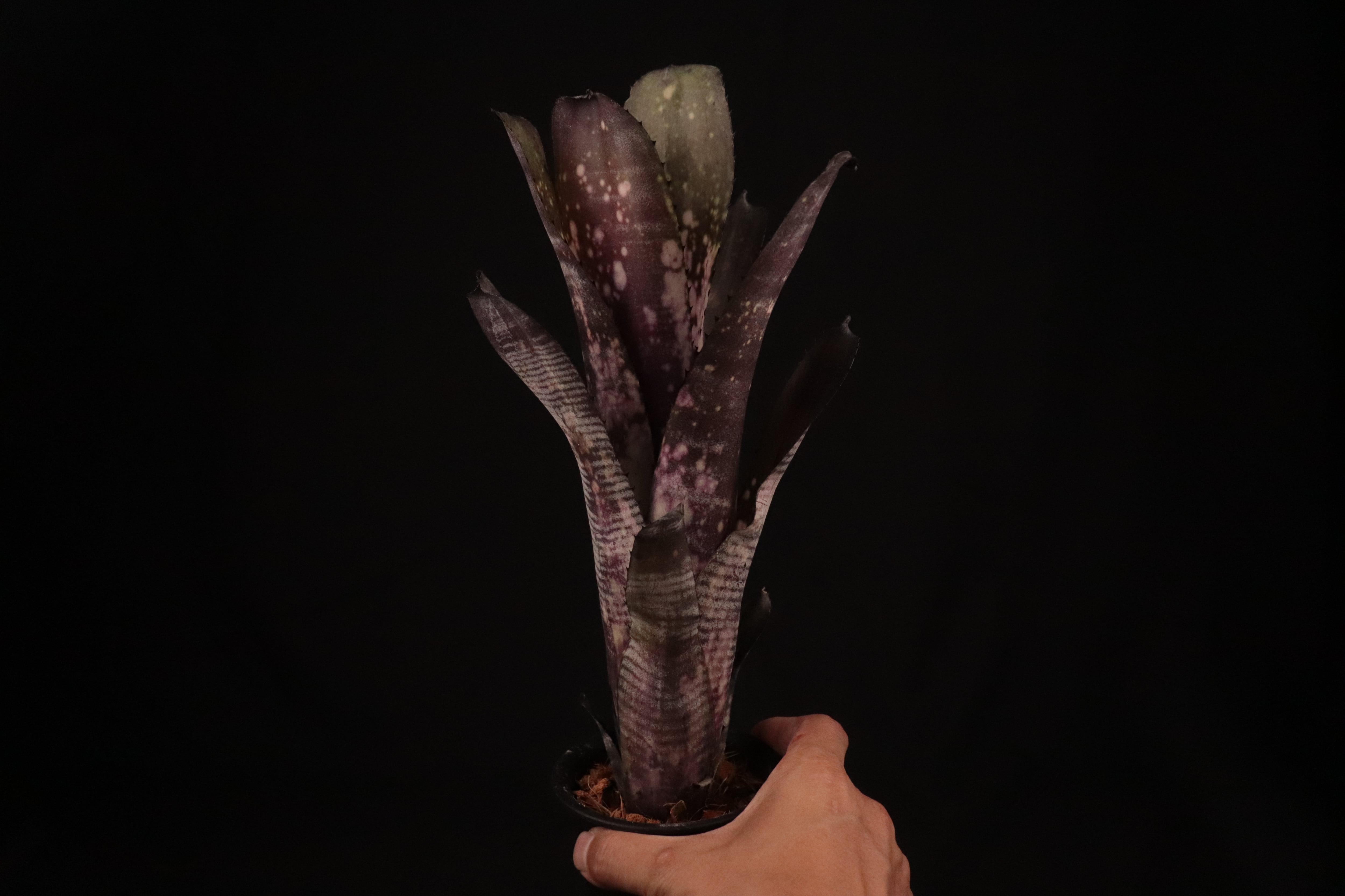 送料無料】Billbergia 'Mucho Mas'〔ビルベルギア〕現品発送B0165
