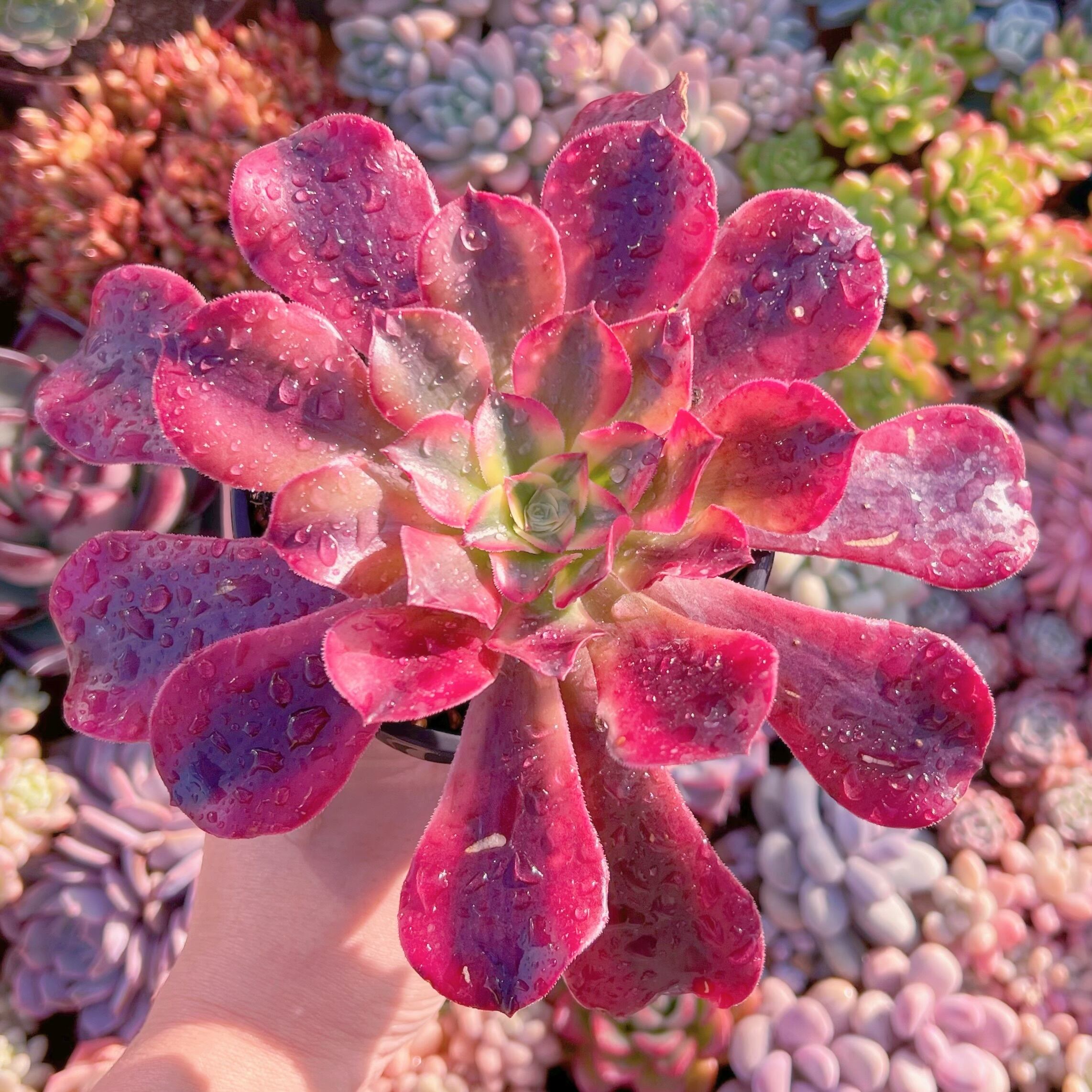 現品　メデューサ#248　大苗　新入荷　るる農園