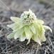 透き通った色合いのフキノトウ　Butterbur with a transparent color