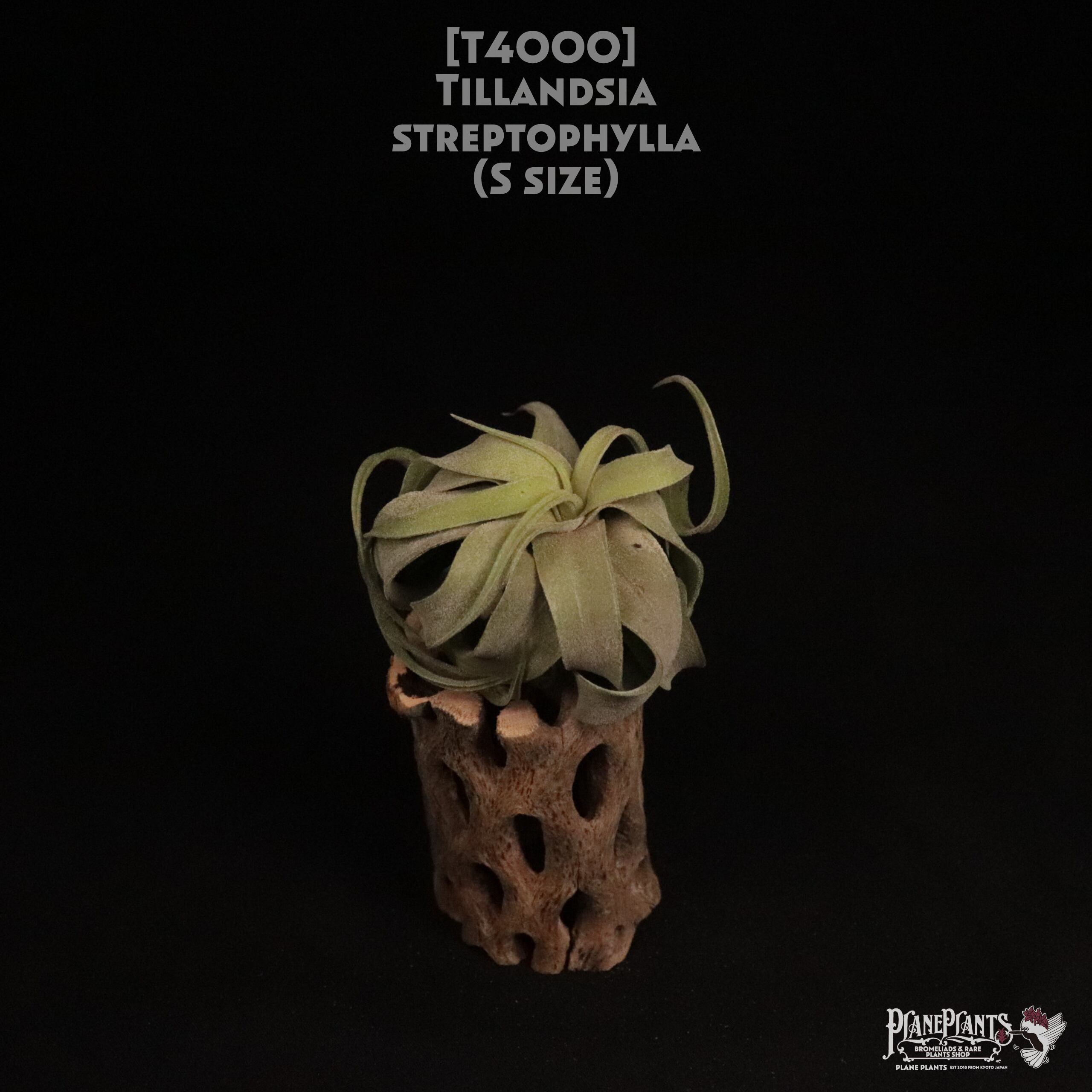 【送料無料】streptophylla S〔エアプランツ〕現品発送T4000
