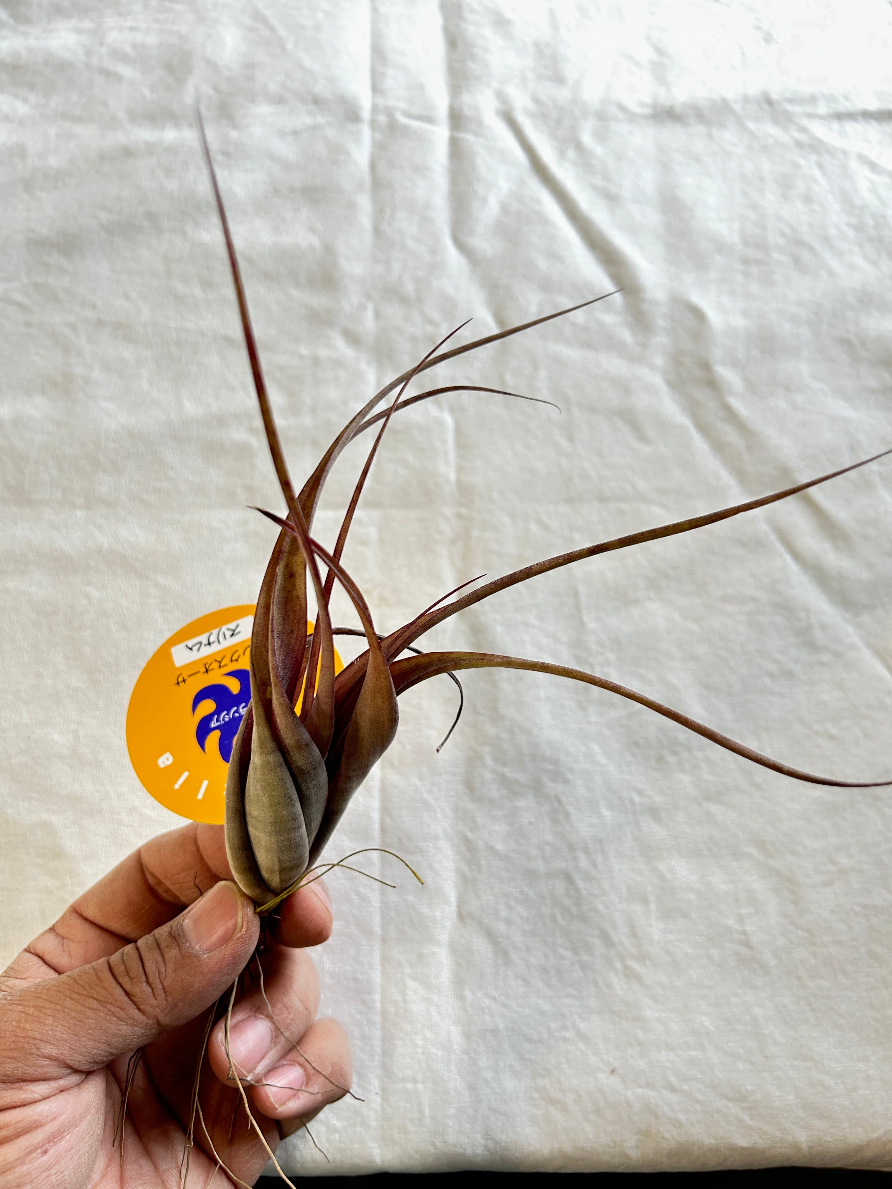 GREEN JAM foliageplant