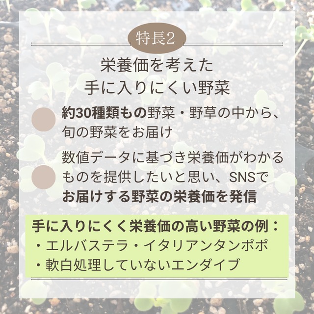 ＜クール便・5/23（土）収穫・発送＞【大きいサイズ】季節のお野菜セット