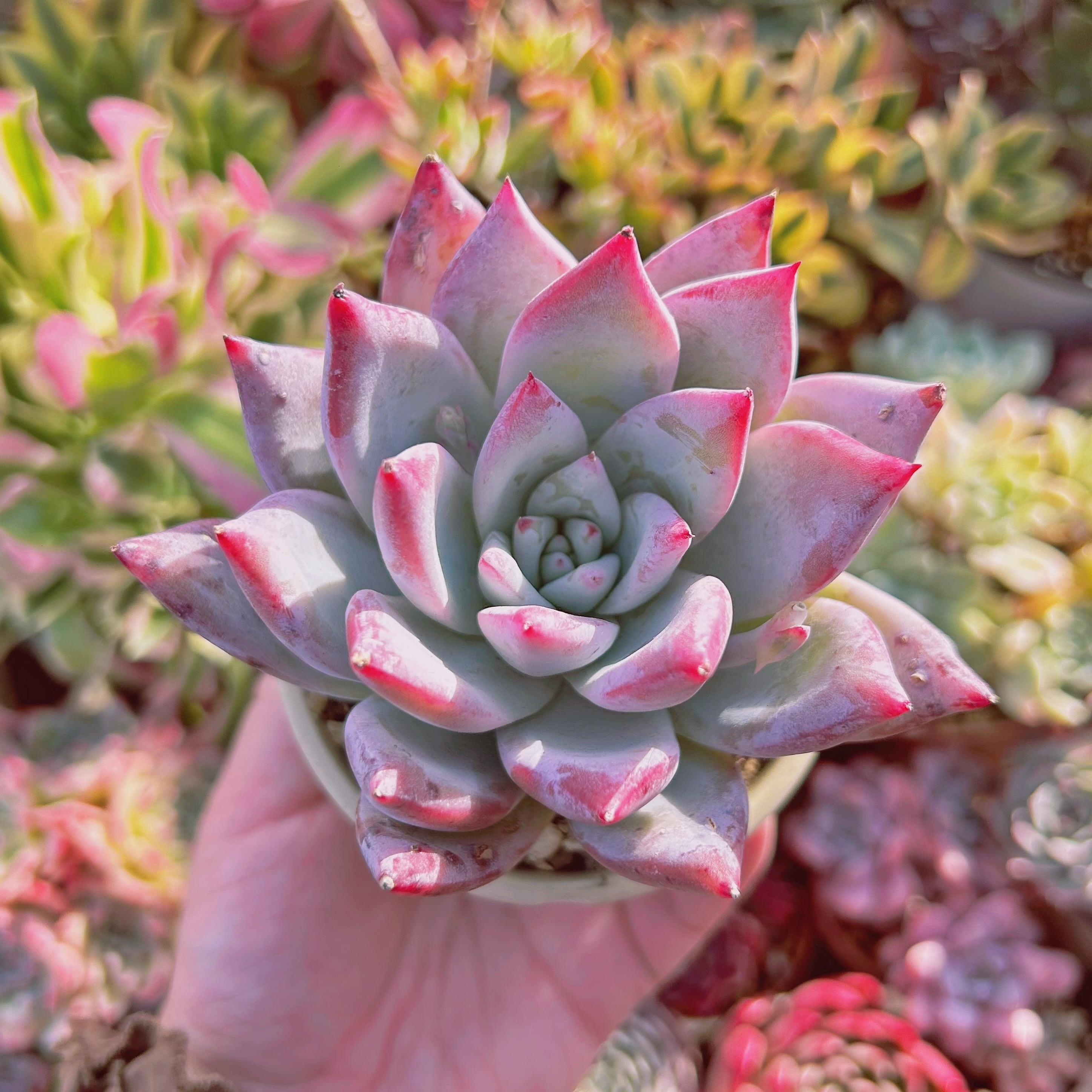 多肉植物　Echeveria   シロクマ　特大