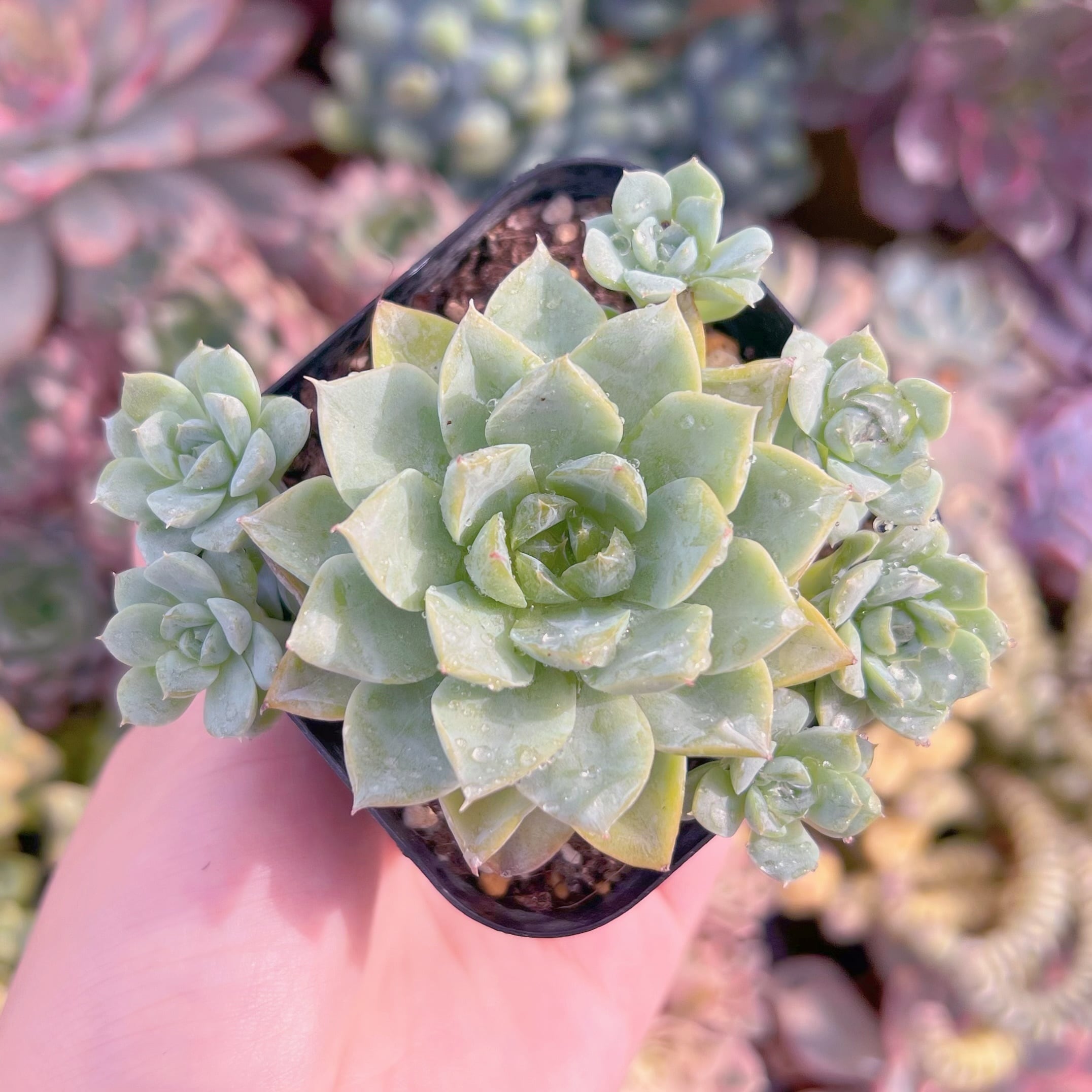 現品　春荷#A08　るる農園