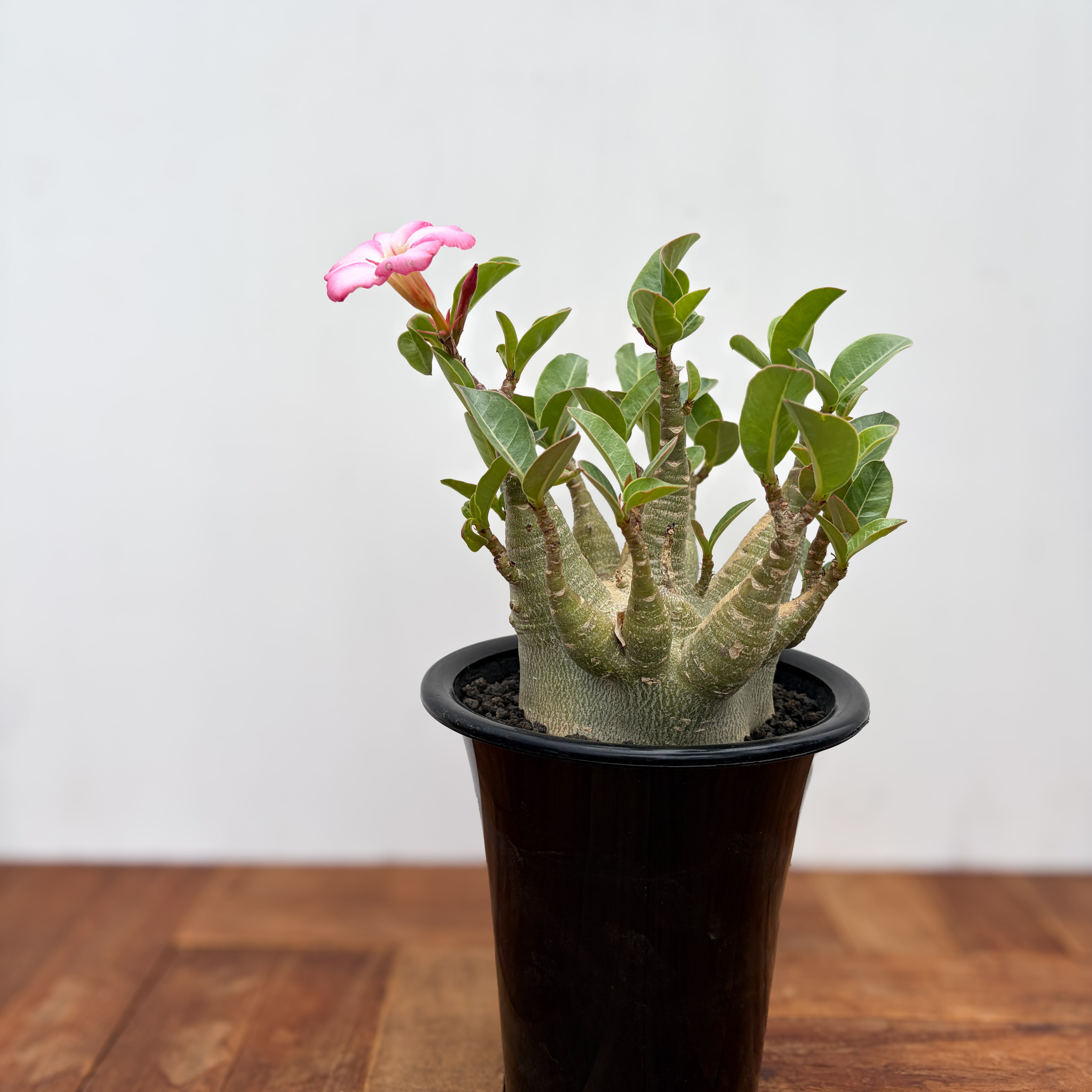 Adenium arabicum 