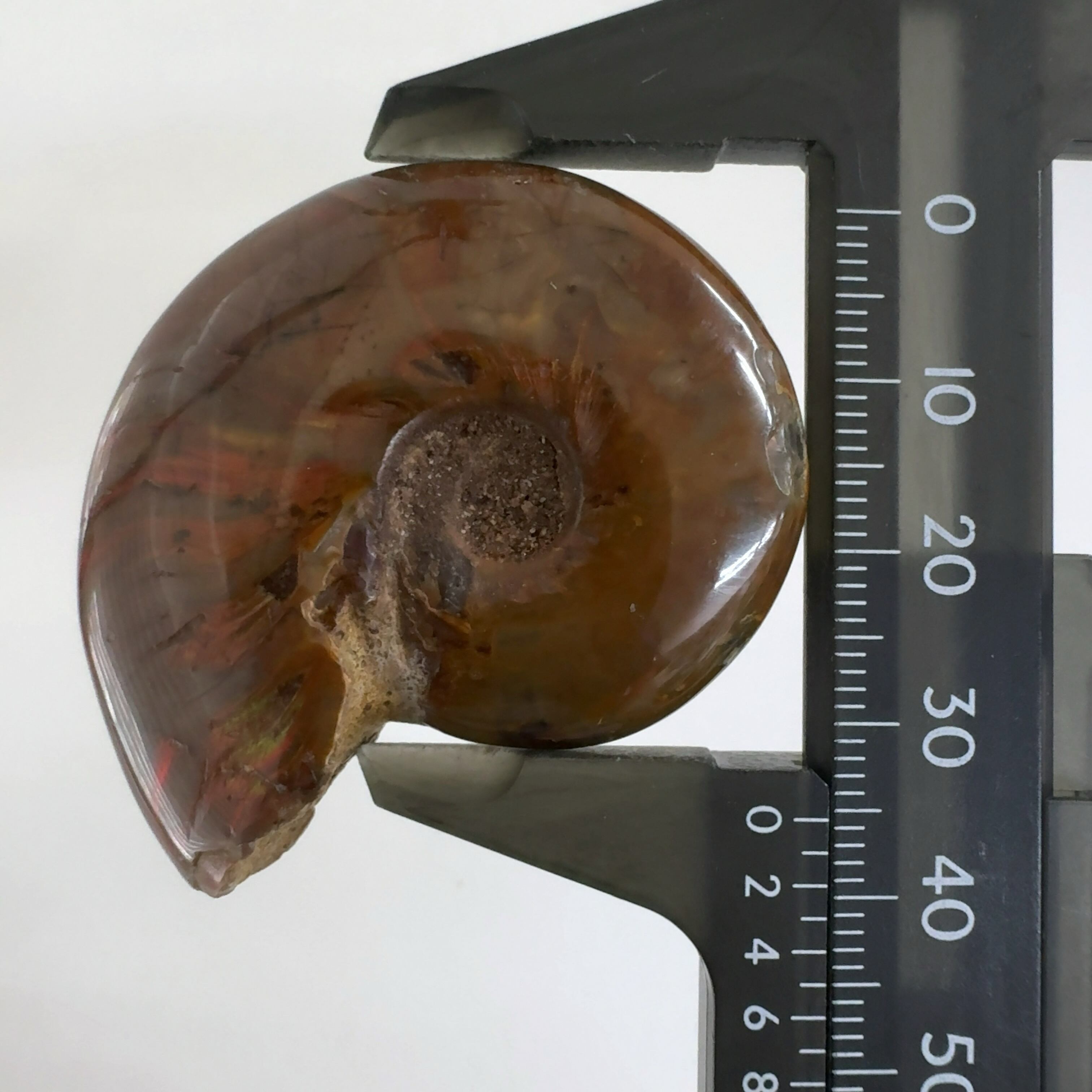 化石]アンモナイト（菊石） | クリスタル・ワールド御徒町店