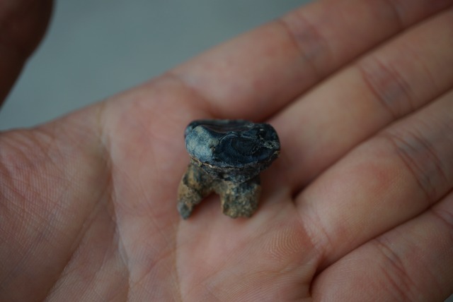 マナティの歯化石 Manatee tooth fossil Trichechus sp. 1455