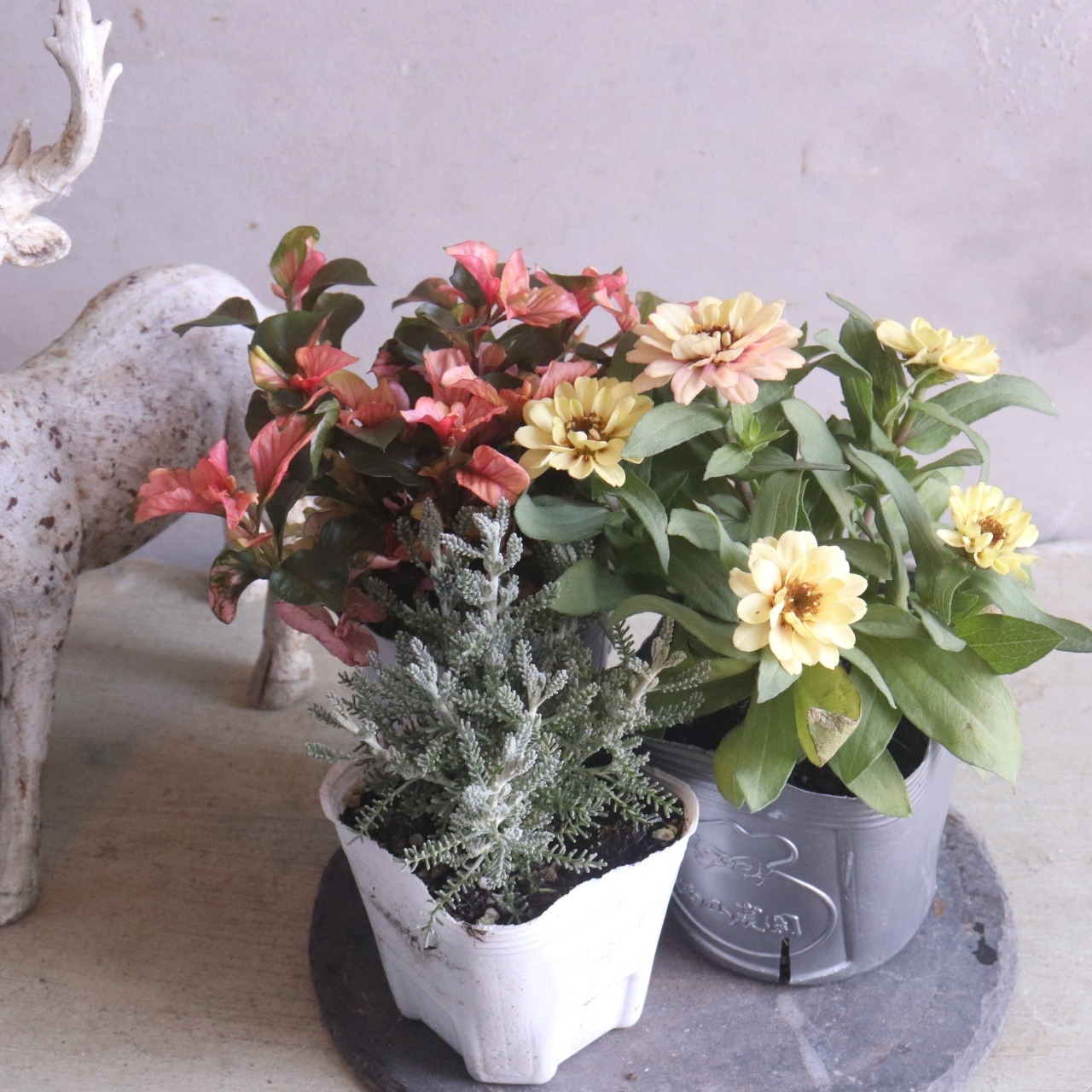 サントリナ　シルバーリーフ　寄せ植えにオススメ　