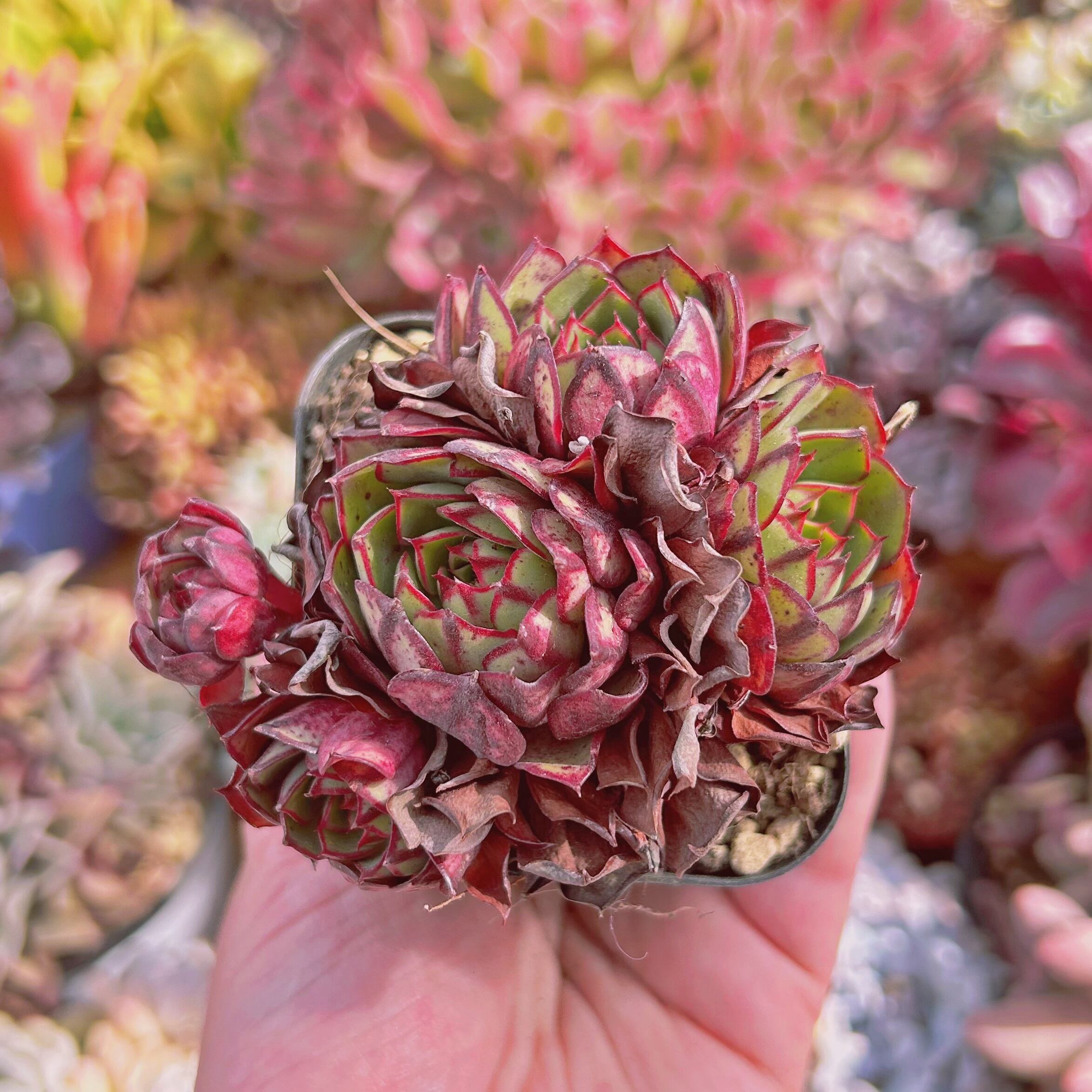 #662現物　多肉植物　ファイアラブ