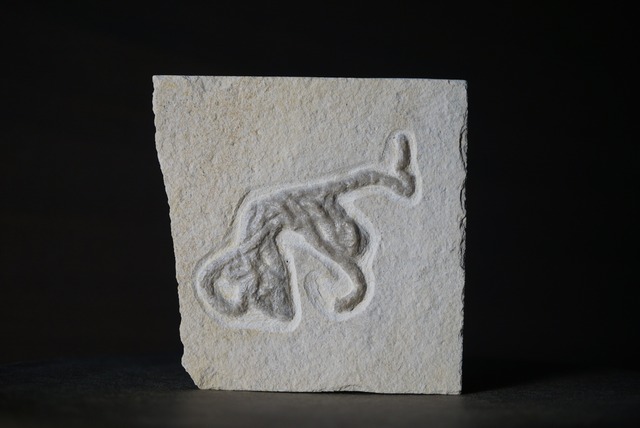 ドイツ産フィッシュ・コプロライト Coprolite 1821