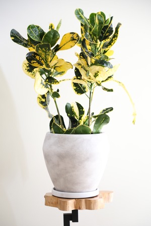 【M】クロトン ダルマ/ Croton ※陶器鉢付き