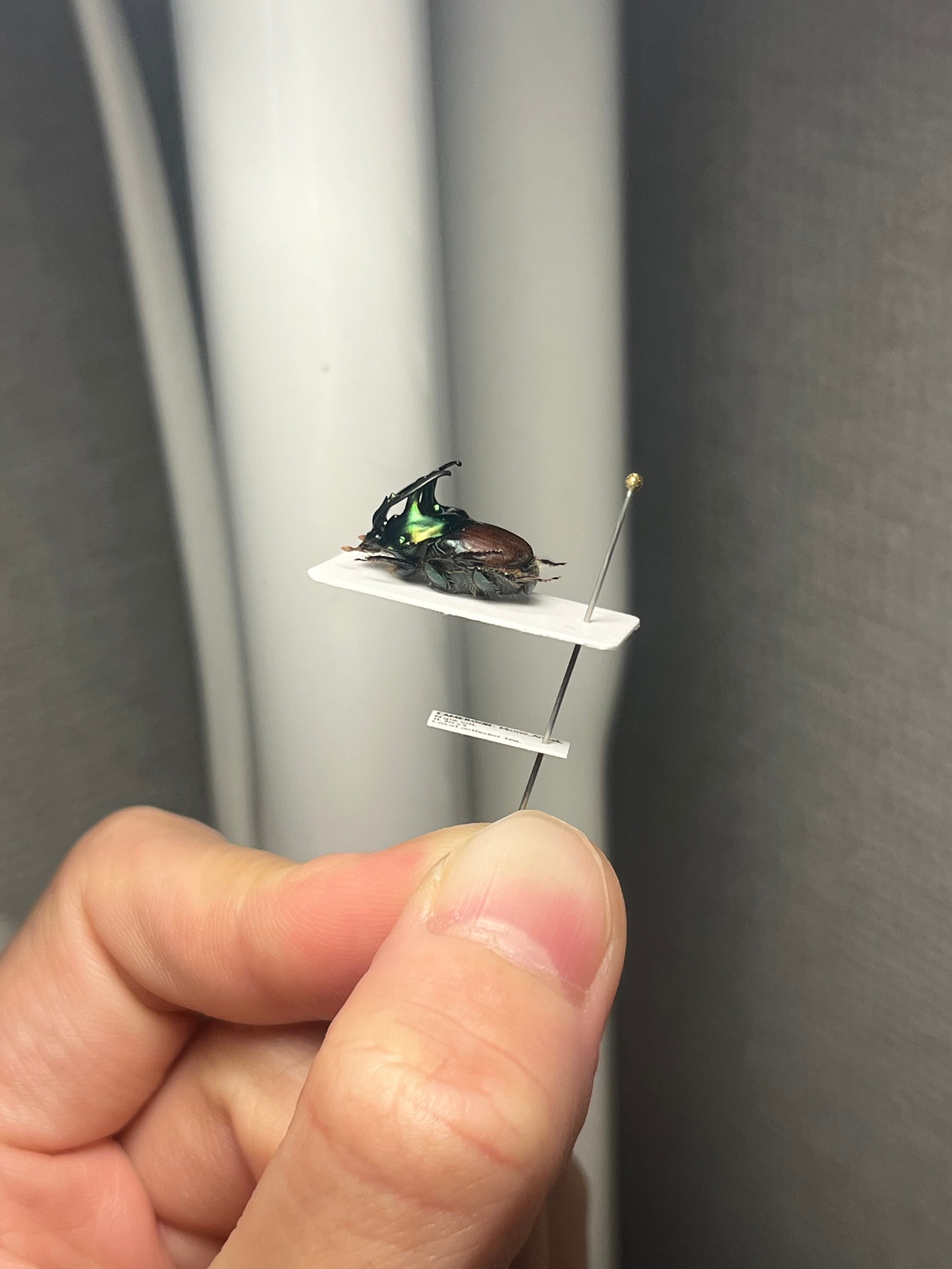 14mm♂】緑シカツノエンマコガネ フンチュウ糞虫昆虫標本甲虫