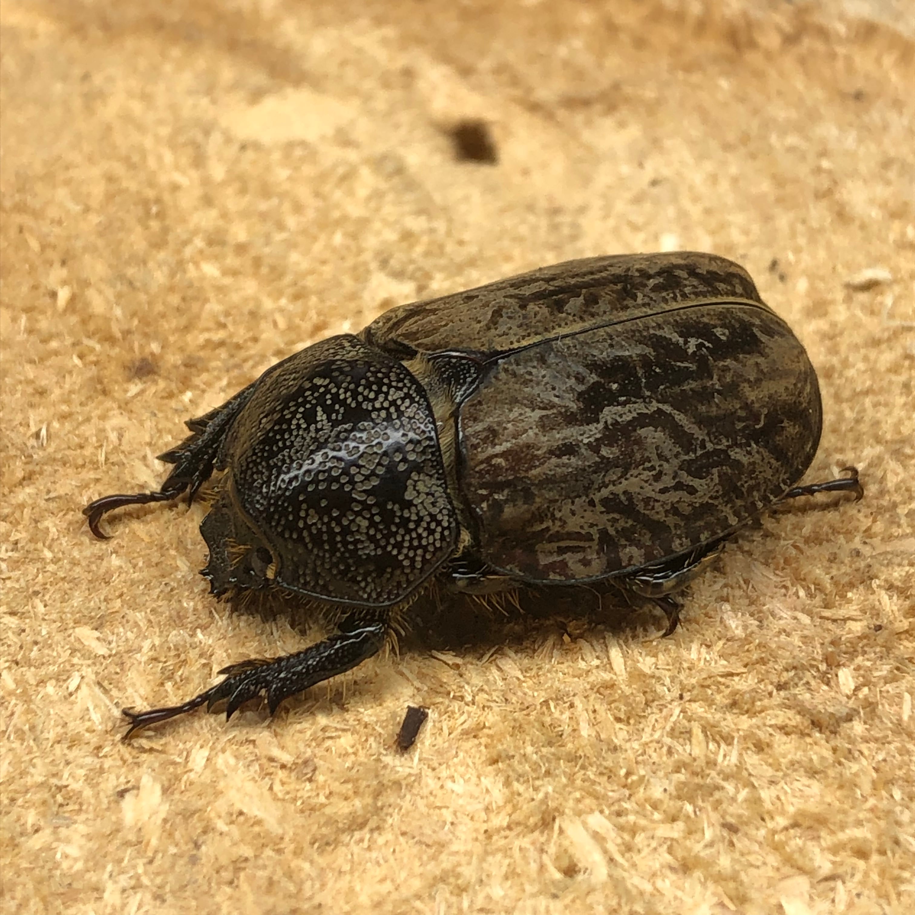 貴重種！WF2】ラモサスビロードヒナカブト初令2齢幼虫5頭セット