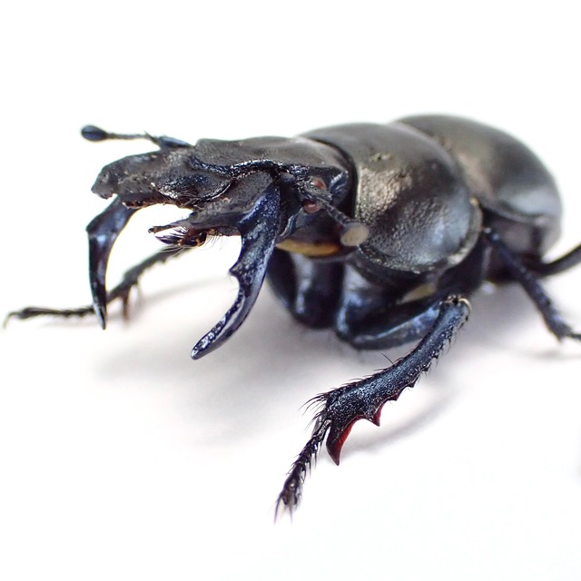 カザフスタン産 Lethrus karatavicus ♂♀ 21mm/17mm