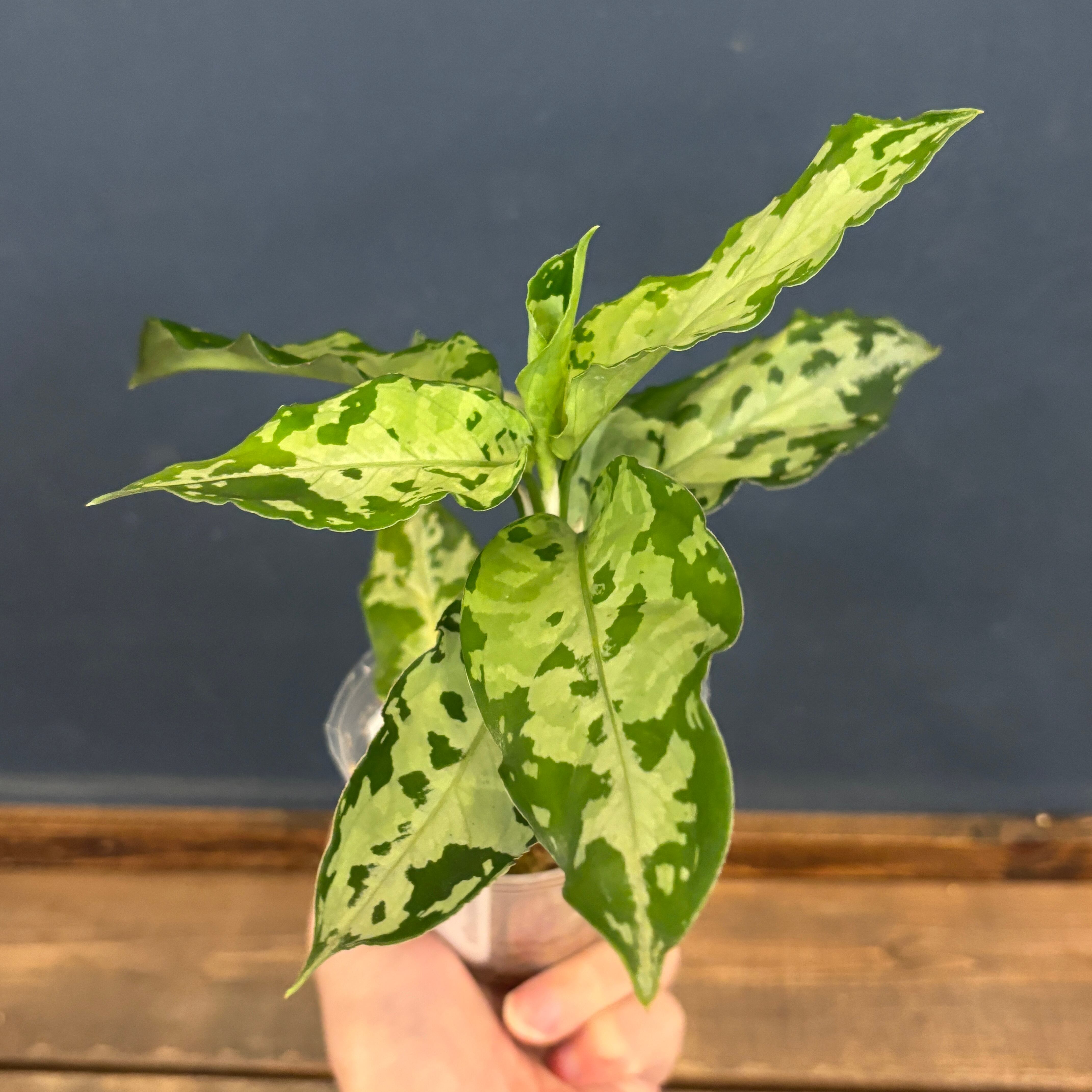 アグラオネマ ピクタム トリカラー ブラック【42】 | PROTOLEAF プロト