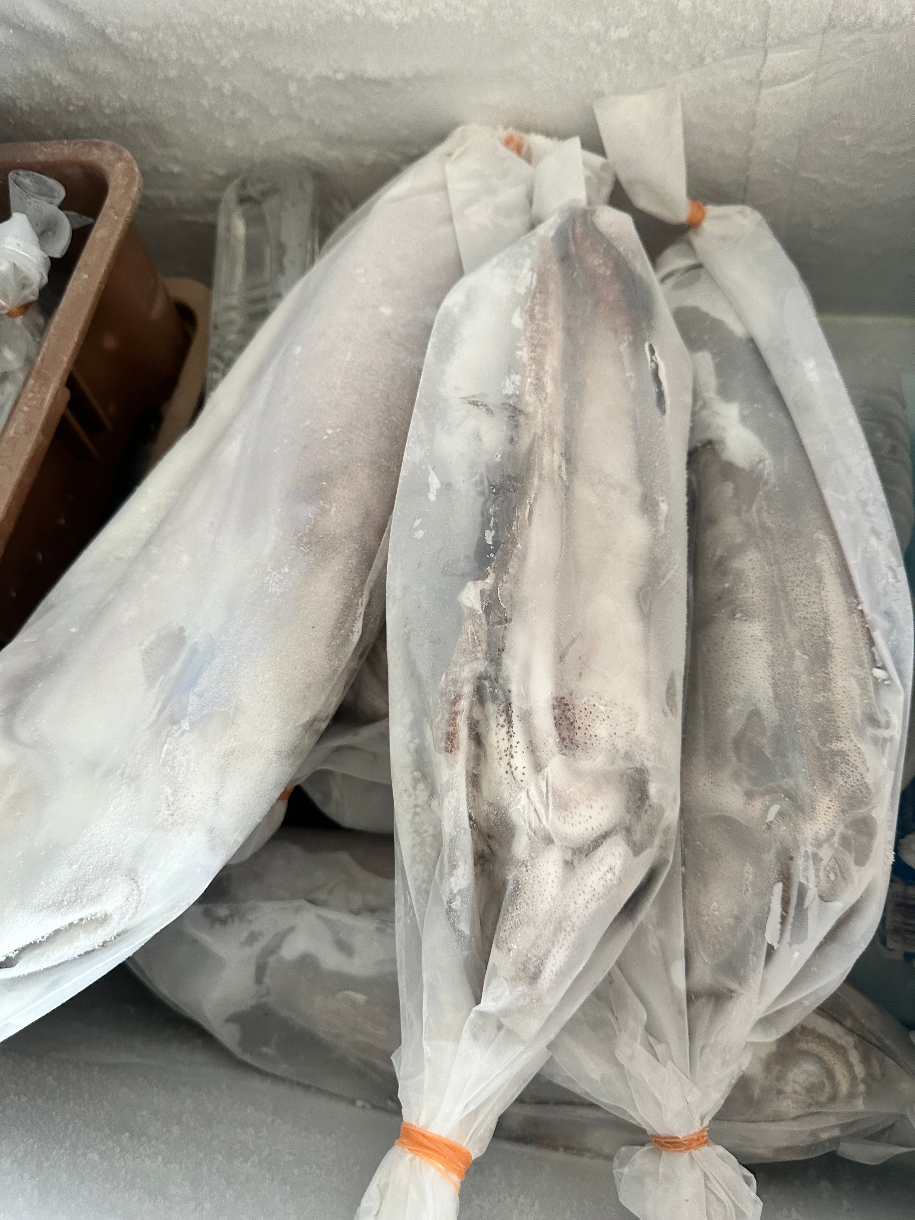 佐久島産 冷凍アオリイカ1kg | 永運丸