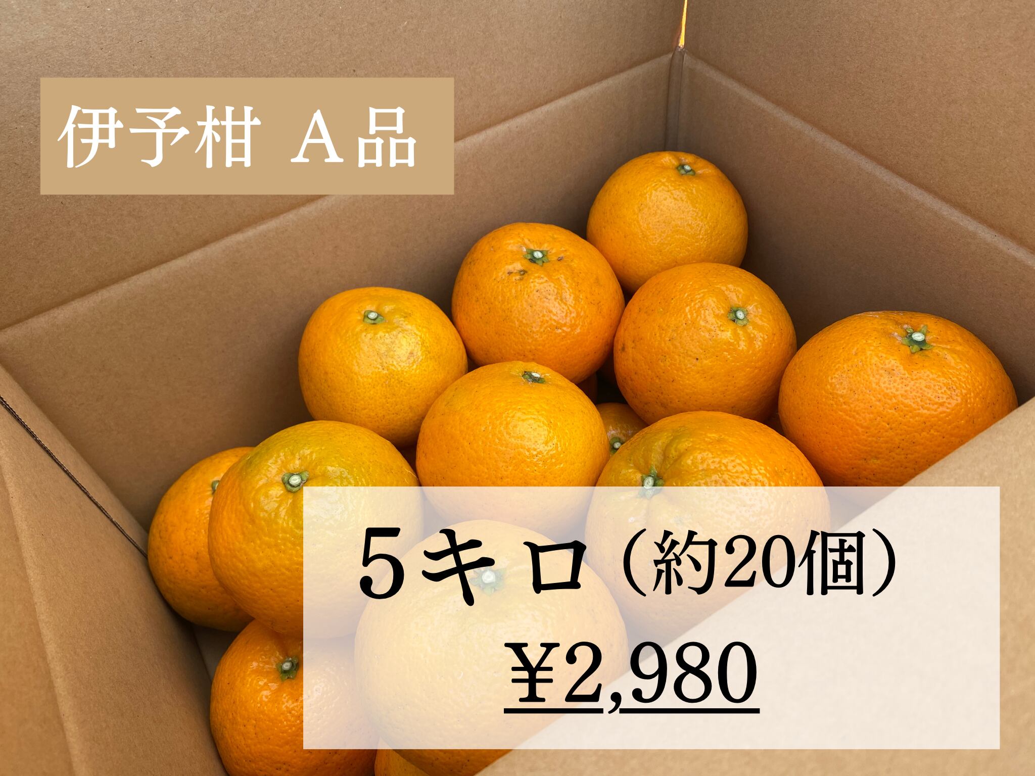 伊予柑 A品 5キロ 約個 ふるさと納税サイトで予約受付中 和泉農園ショッピングサイト Shop Izumi Farm