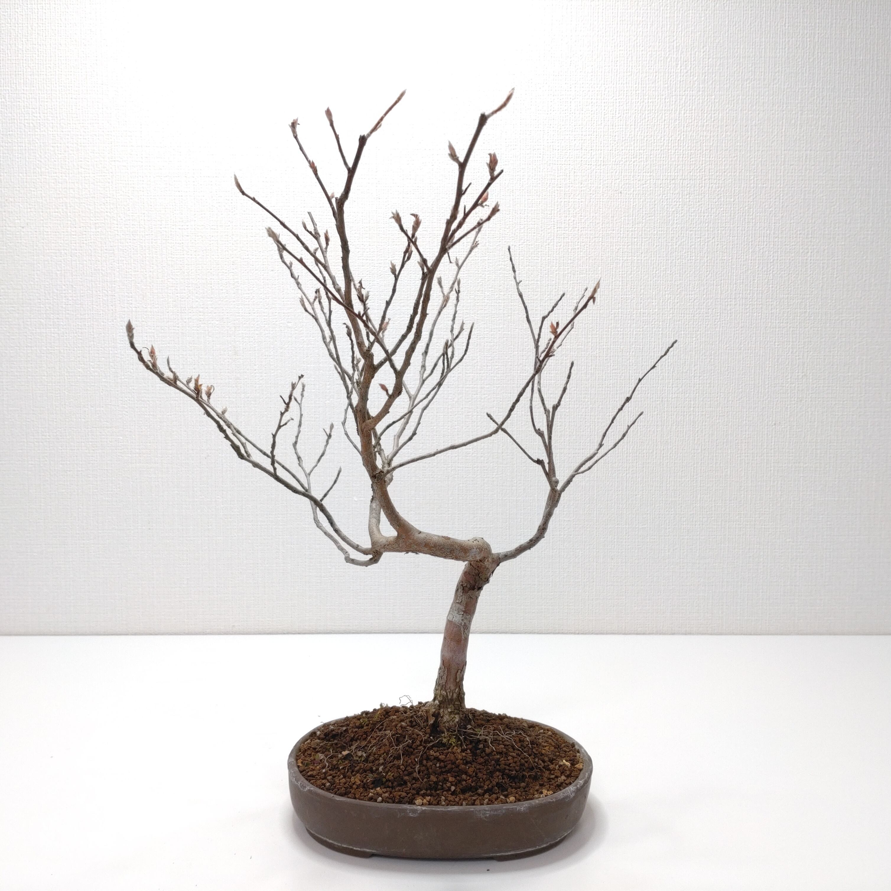 ヤマコウバシ盆栽 SS016 | 盆栽創【Bonsaisou】