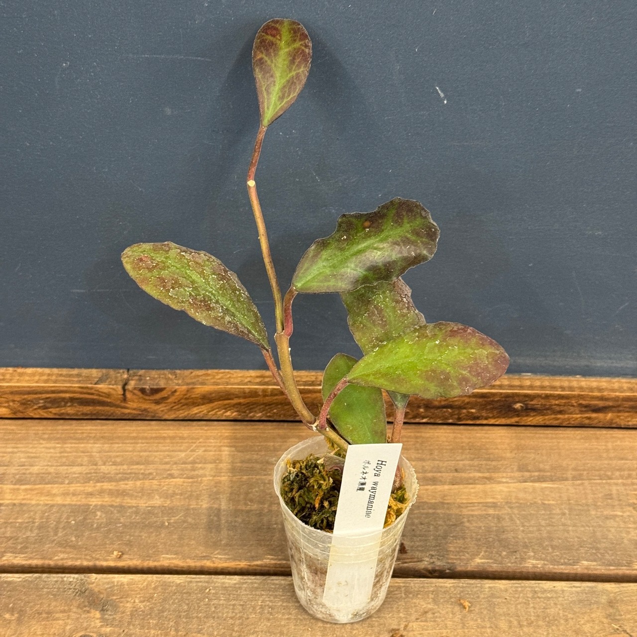 【OVM】Hoya waymaniae【1031】