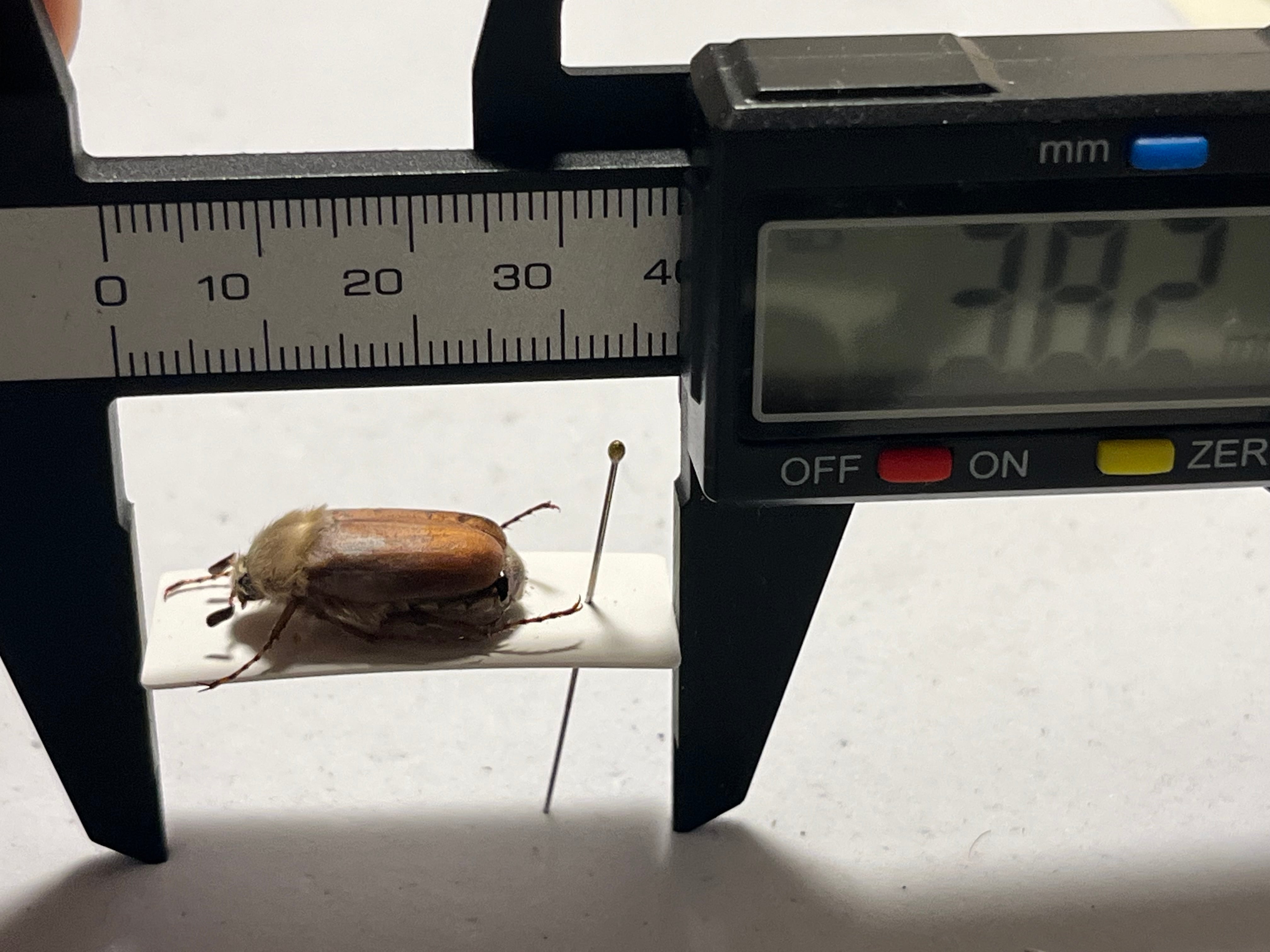 19mm】ゴリラコガネ ライオンコガネ ウグイスコガネ標本 プラチナ