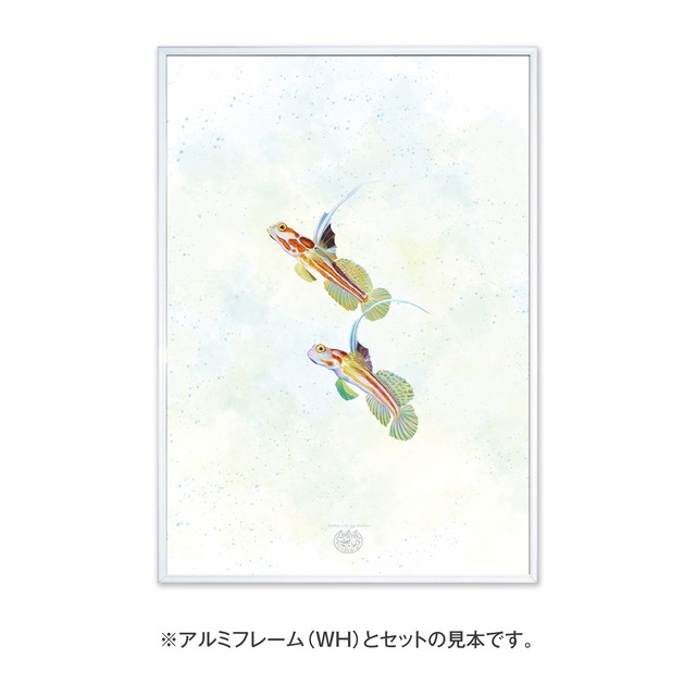 【海のいきものアートポスター／魚】ヤシャハゼ