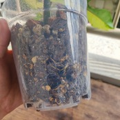 【美斑】フィロデンドロン フロリダビューティー/Florida beauty②