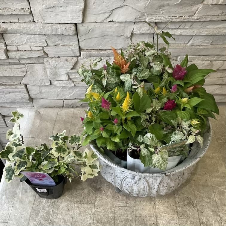 自分で作る寄植えセット】みもとうがらしとブラックリーフの寄せ植え
