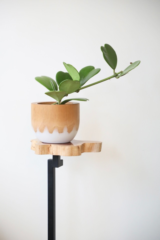 ホヤ ケリー/Hoya　※マンゴーポット付き