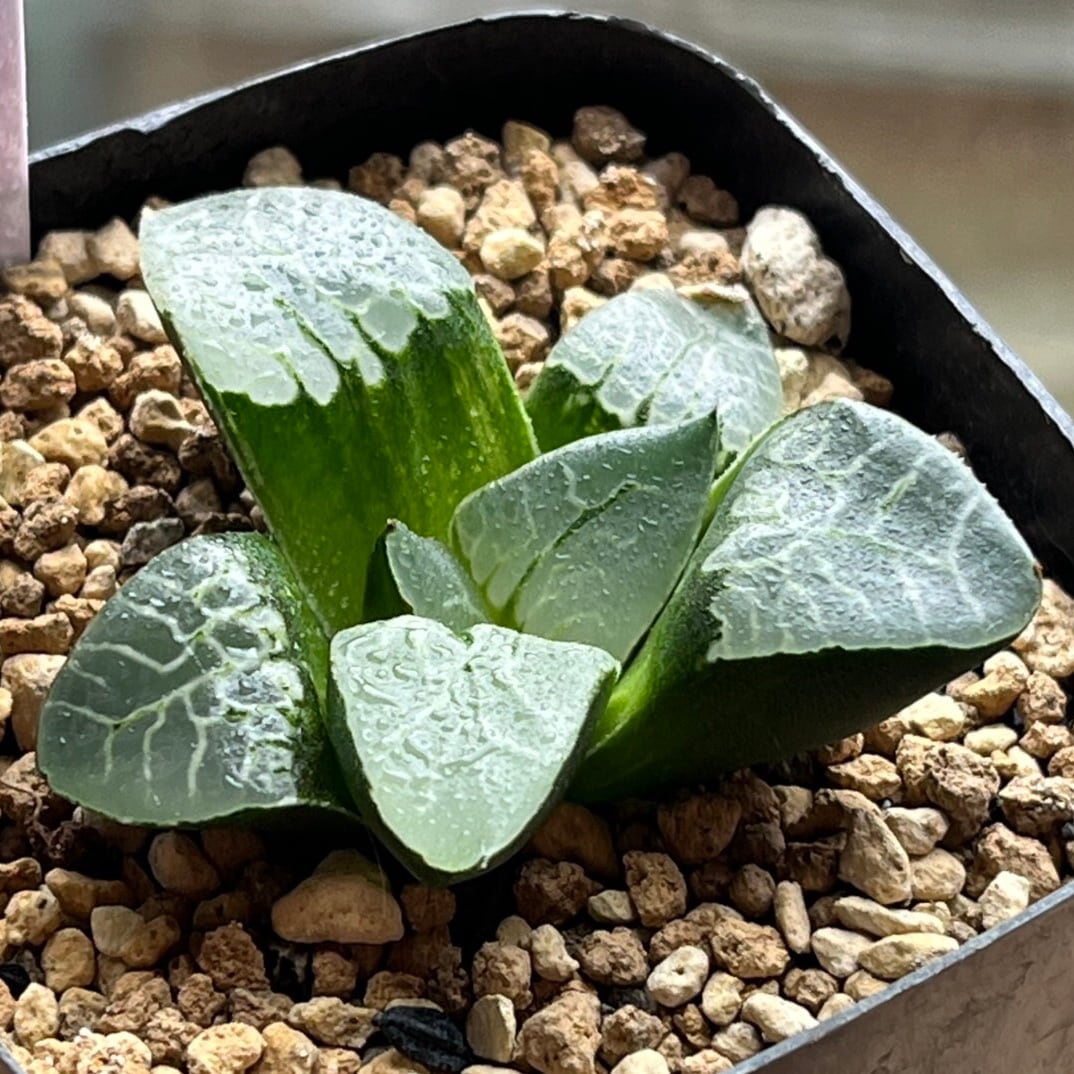 ハオルチア 氷の女王② | mocono_plants