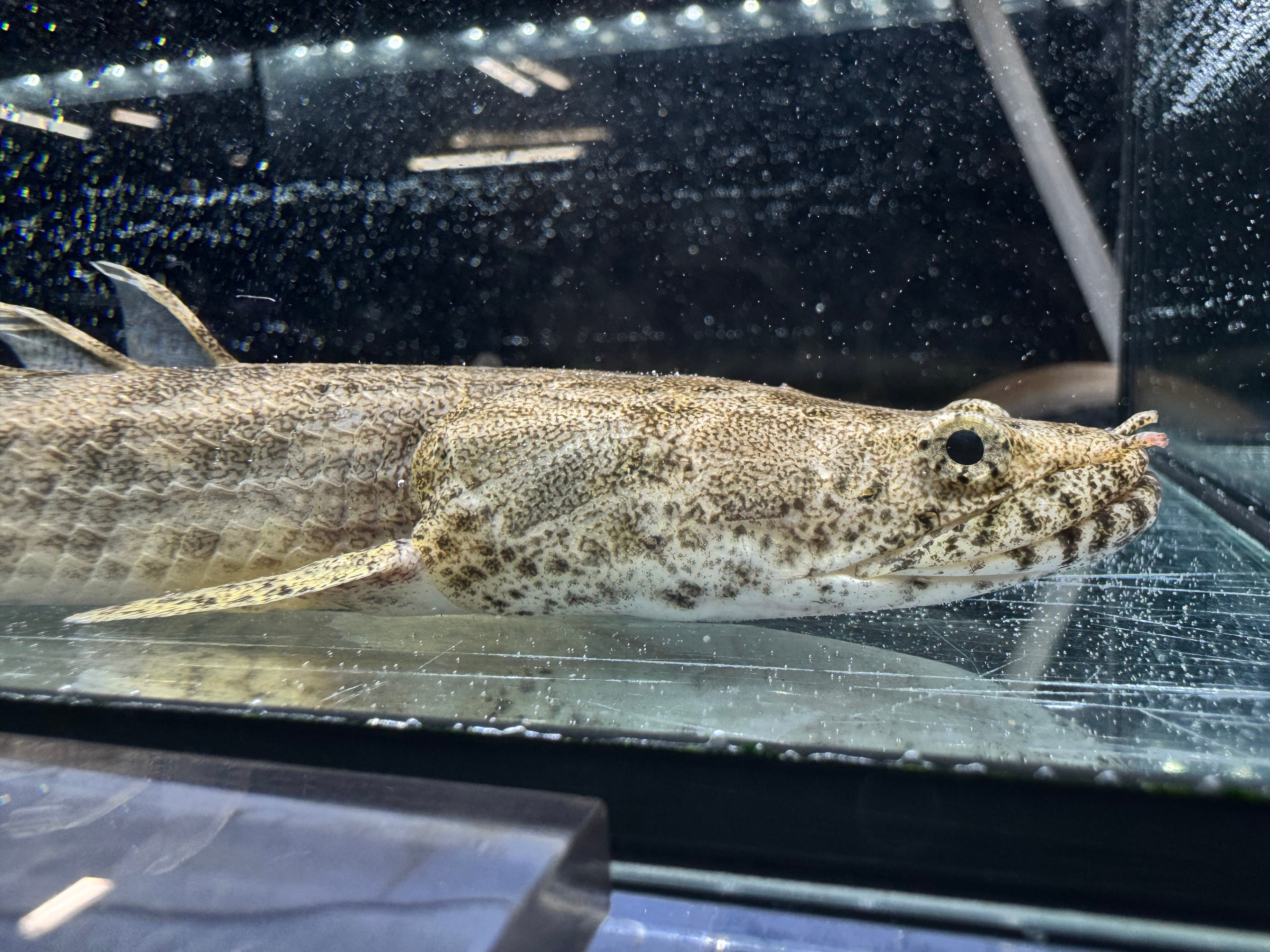 Po.アンソルギー ギニア産24cm ① | AQUASTYLEG